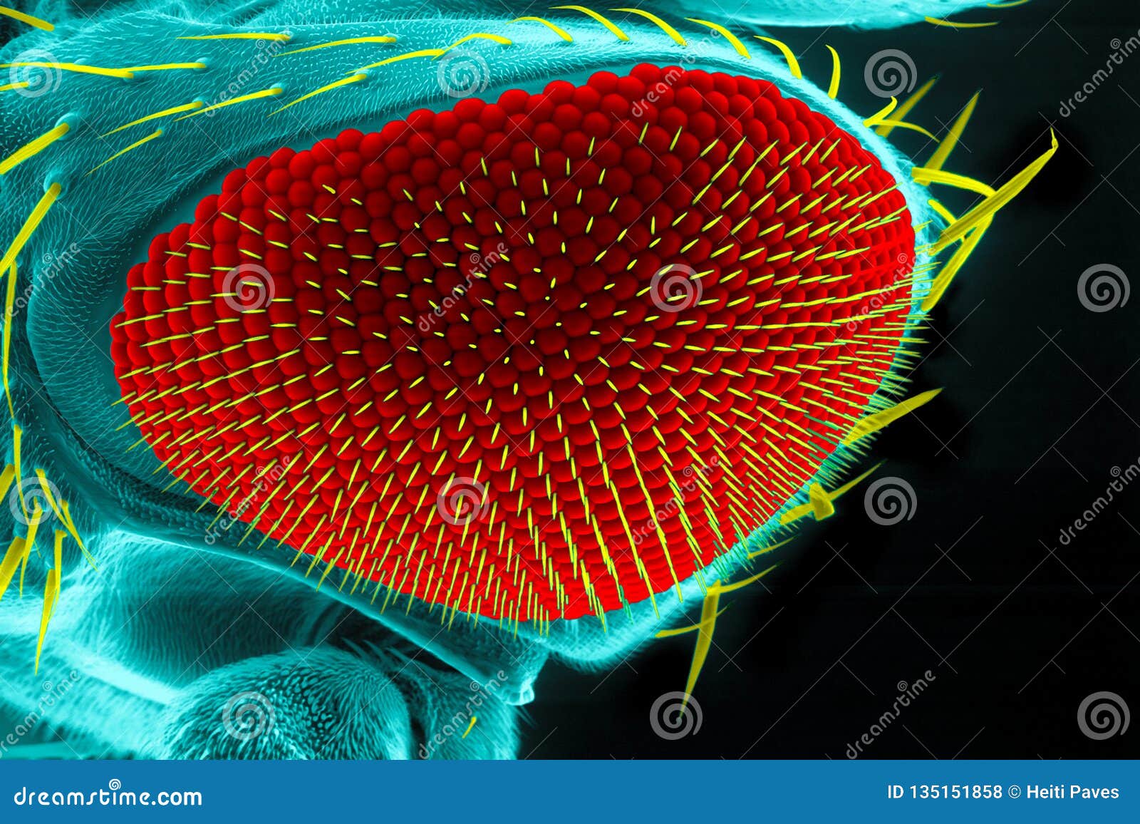 Microscopios para atención sanitaria primaria, image size:1600x1156