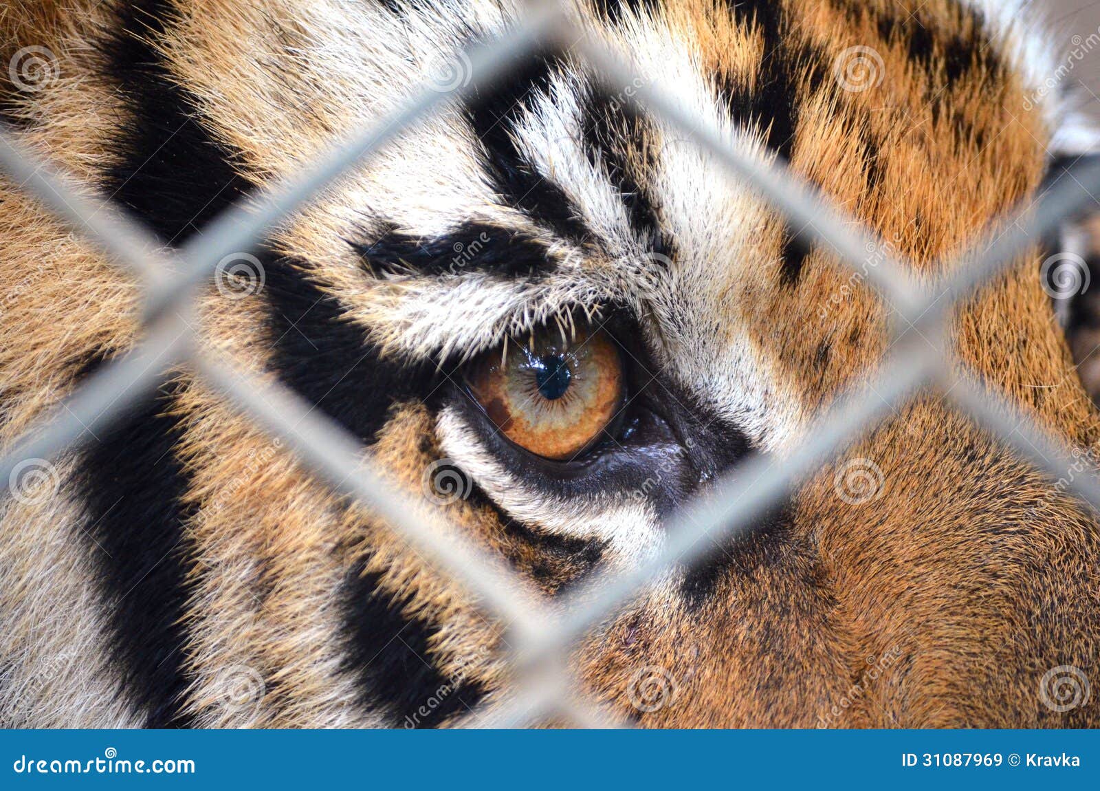 Olho Do Tigre Imagem De Stock. Imagem De Irritado, Olhos - 31087969