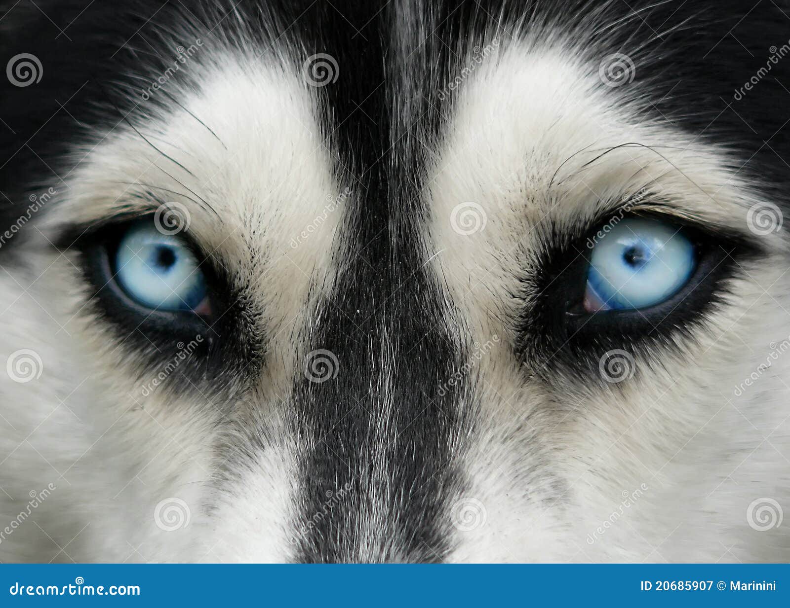 Olhos azuis de cão imagem de stock. Imagem de perigoso - 20685907, image size:1600x1233