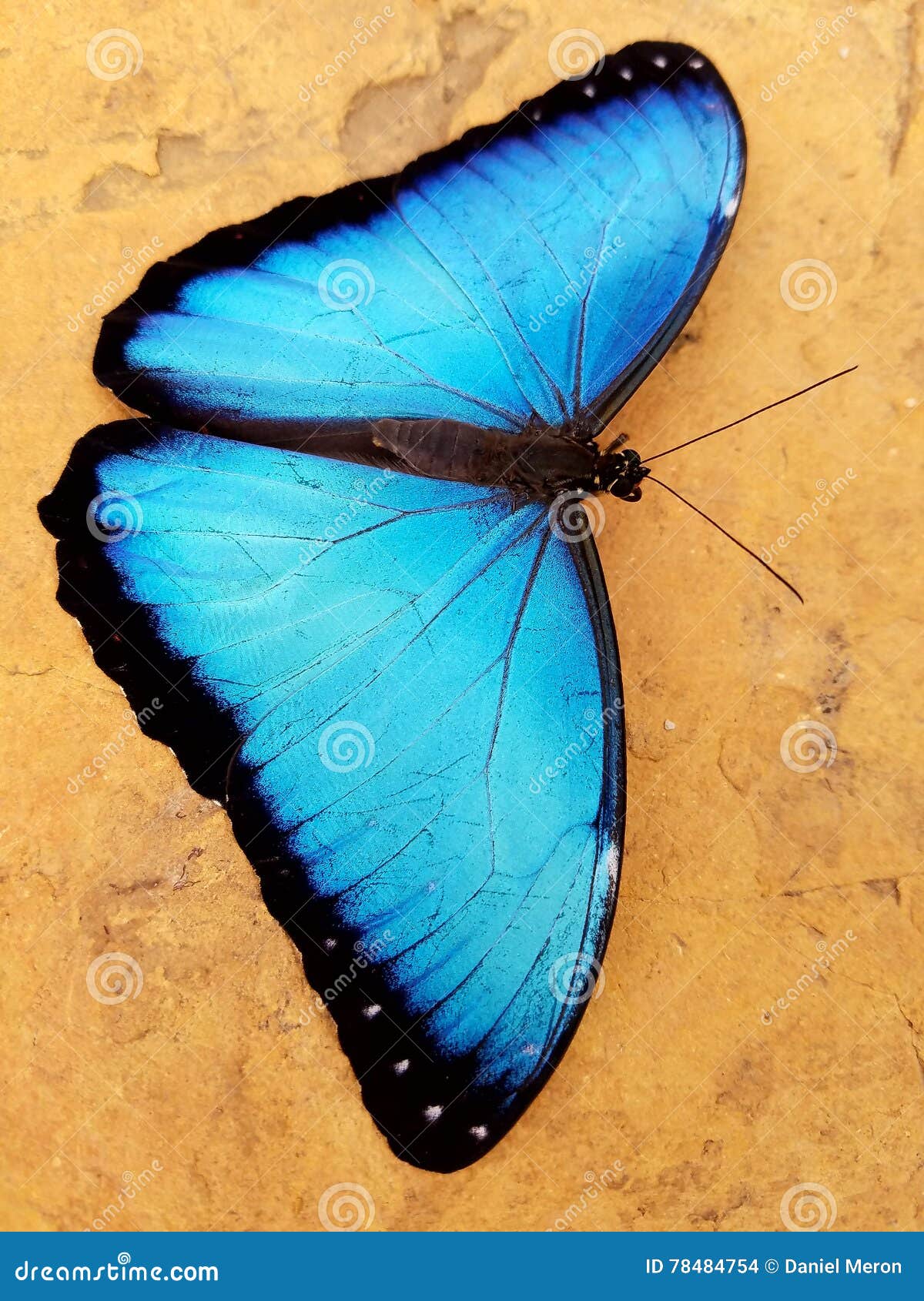 Olhos da borboleta. Santuário da borboleta de Mindo Equador