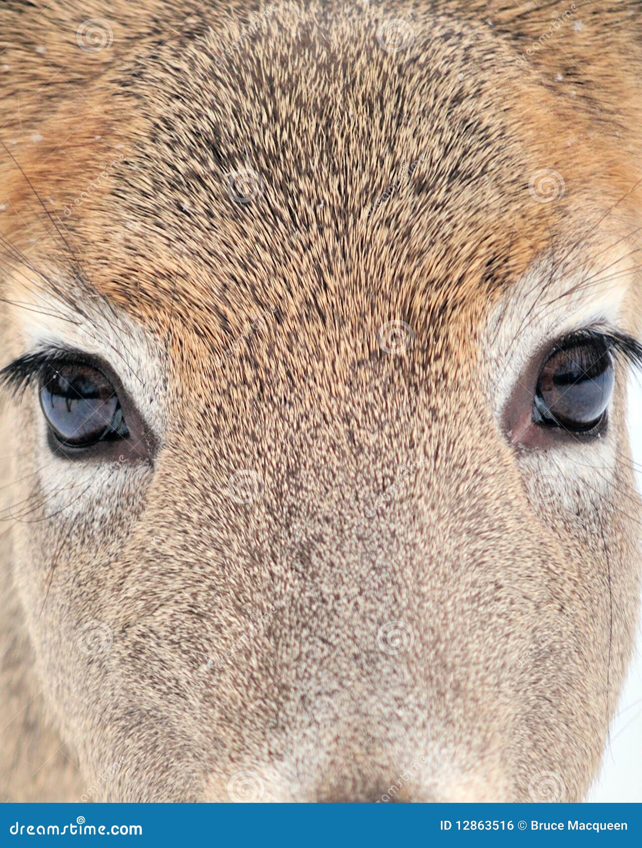 Olhos da corça foto de stock. Imagem de nariz, pele, animal - 12863516