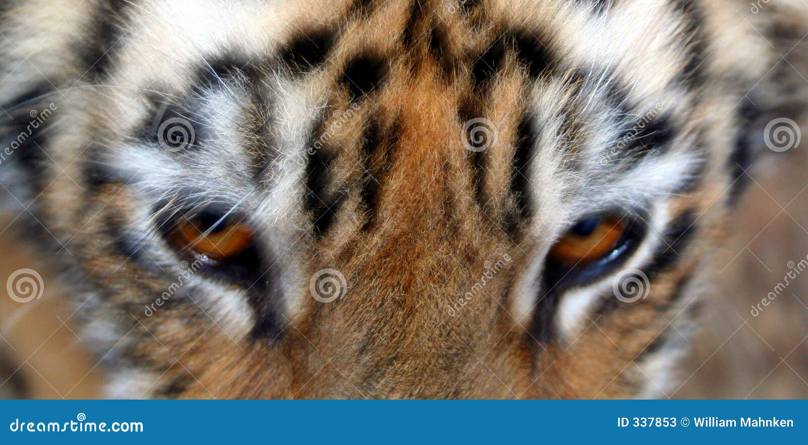 Olhos Do Tigre Imagem De Stock. Imagem De Olho, Bengala - 337853