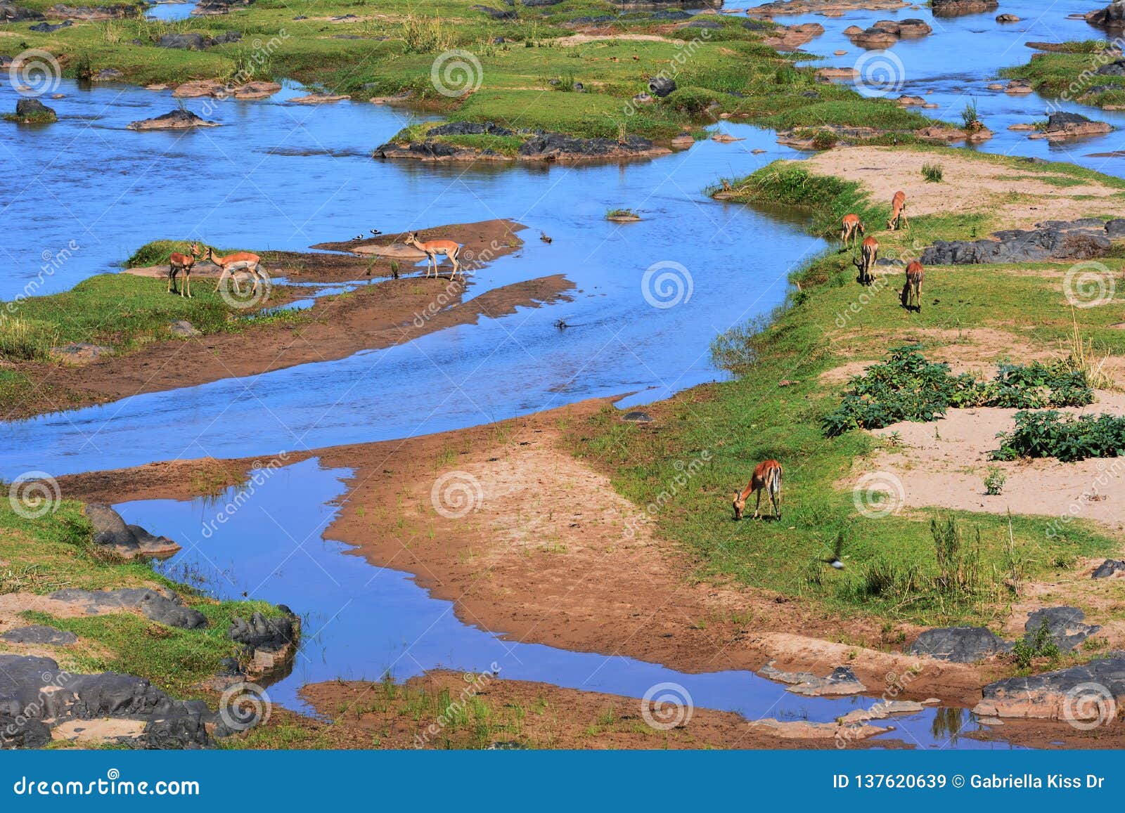 The Olifants River Stock Image Image Of Animals Olifants 137620639