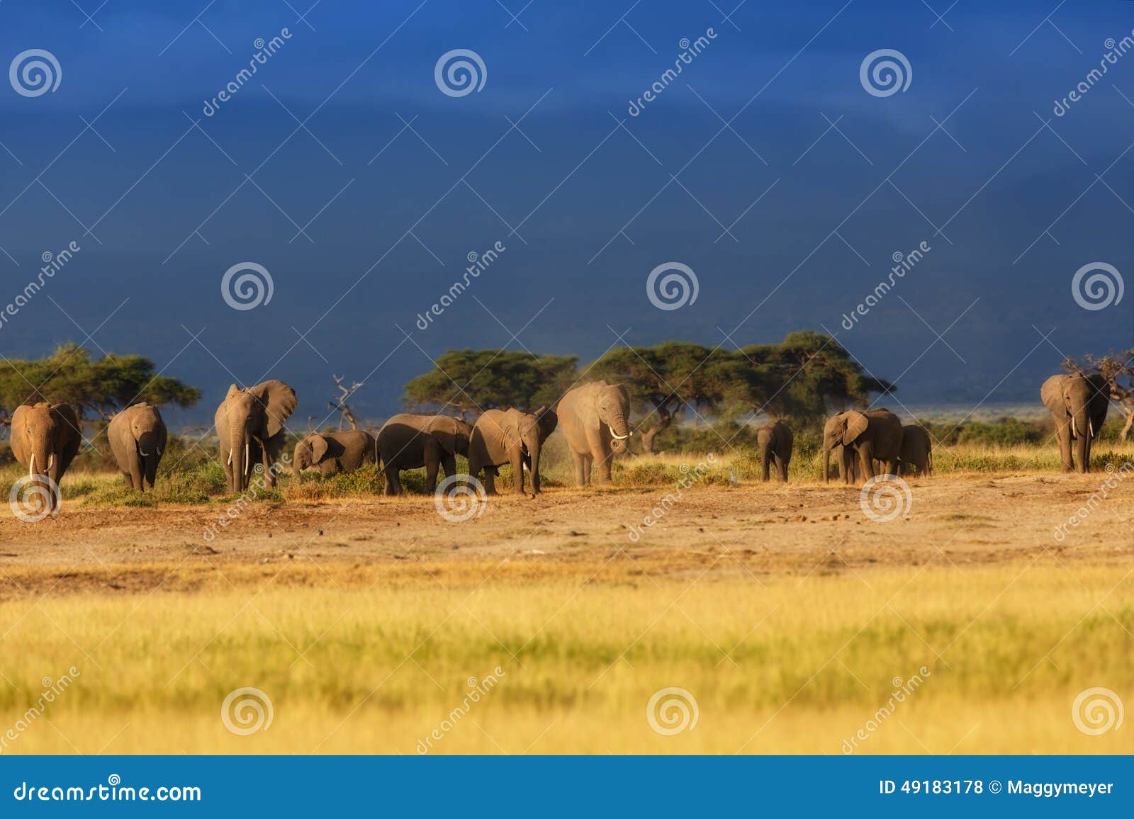 Olifantsfamilie vlak vóór de regen in het mooie landschap van het Nationale Park van Amboseli in Kenia