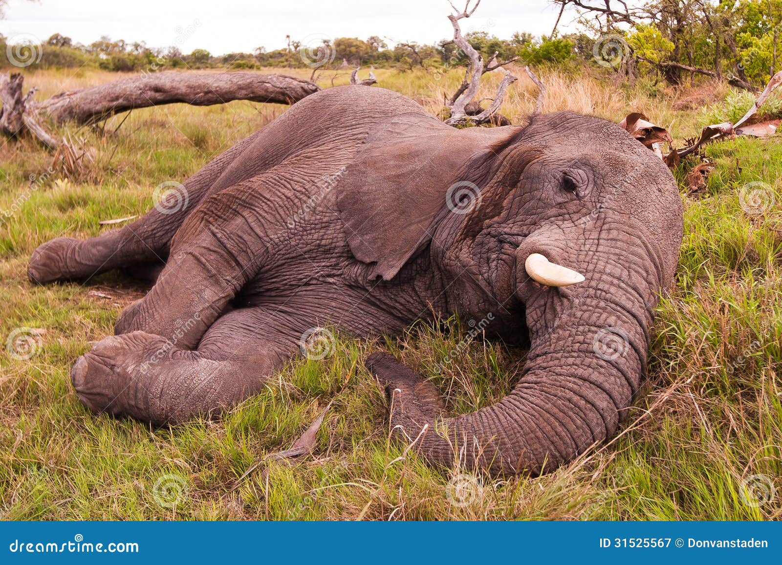 Afrikaanse olifantsslaap in de wildernis