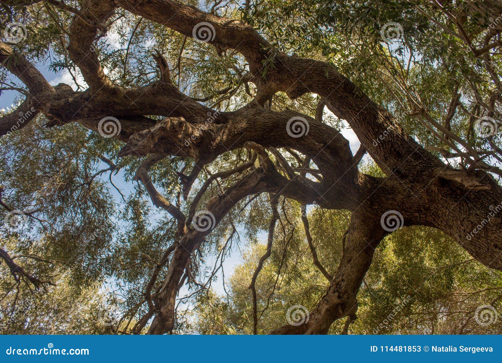 olivastro millenario - thousand years old tree