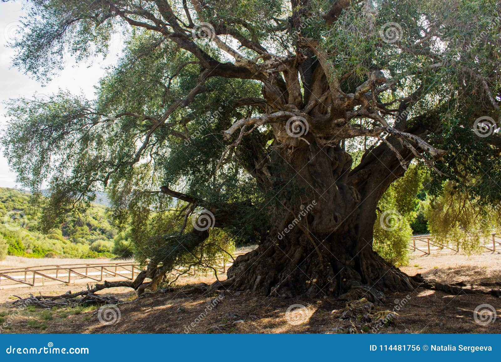olivastro millenario - thousand years old tree
