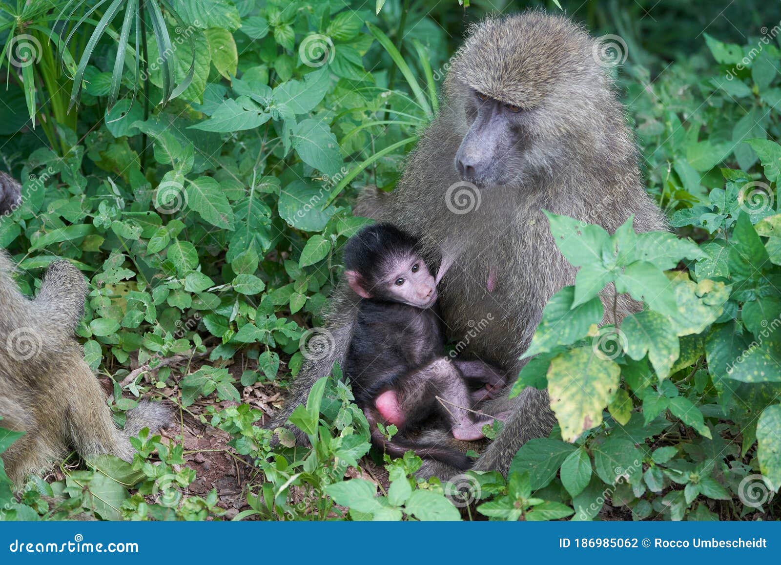olive baboon baby papio anubis anubis baboon cercopithecidae old world monkey