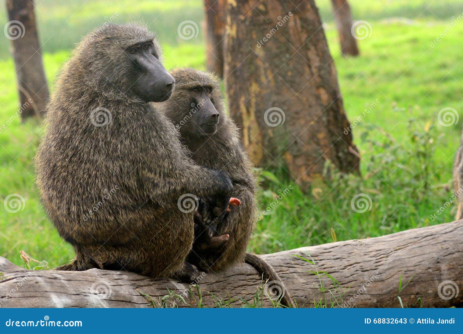 olive baboon, lake nakuru national park, kenya