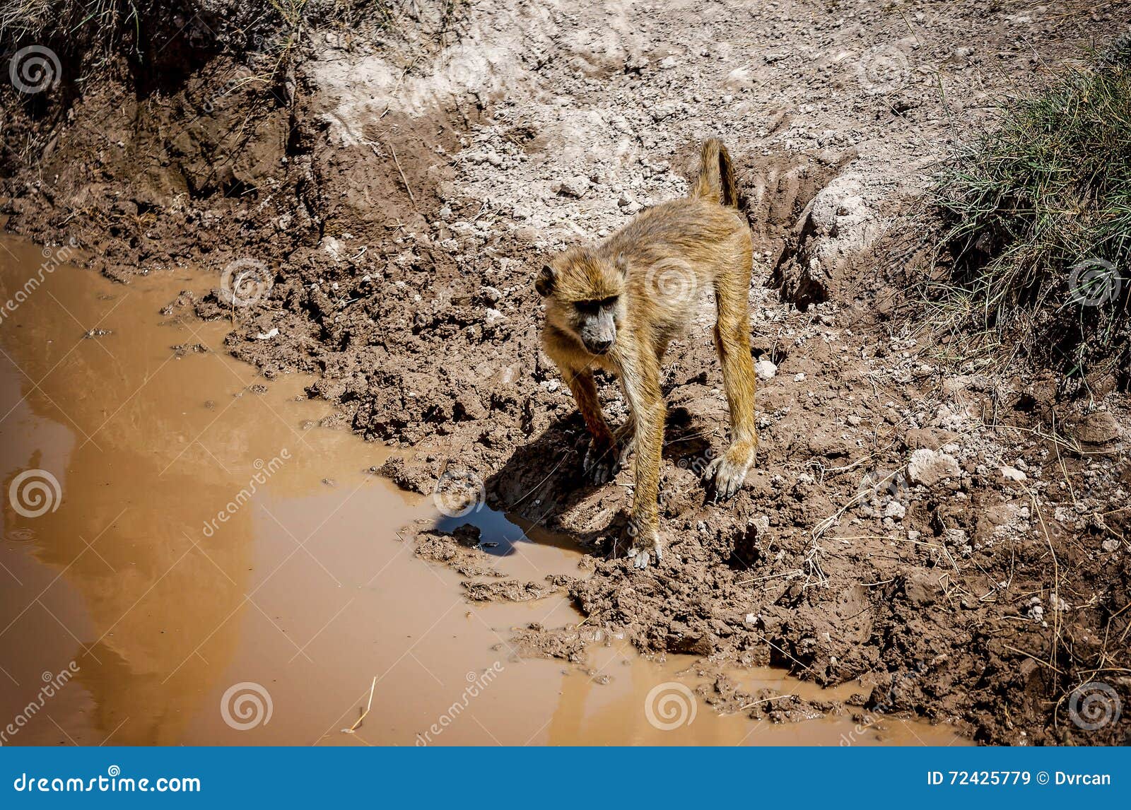 olive baboon monkey in kenya, africa