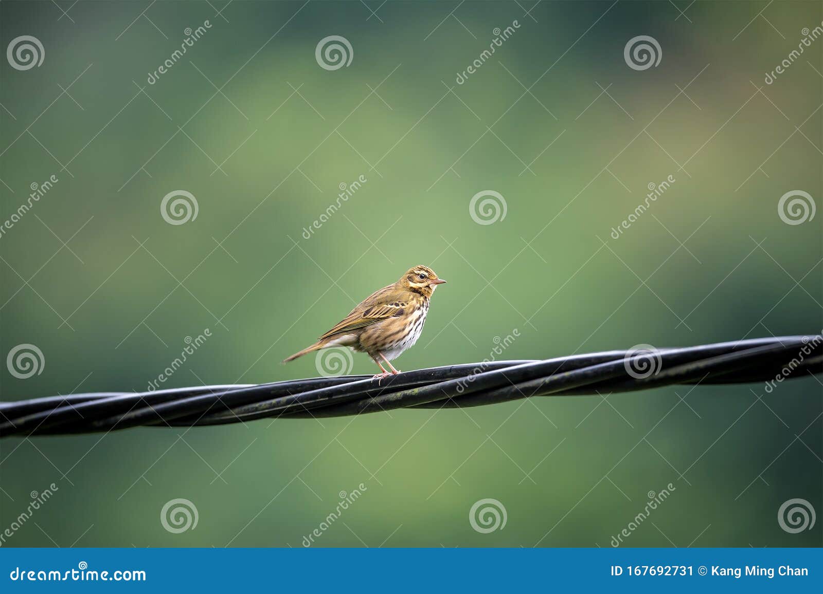 olive-backed pipit in hong kong formal name: anthus hodgsoni