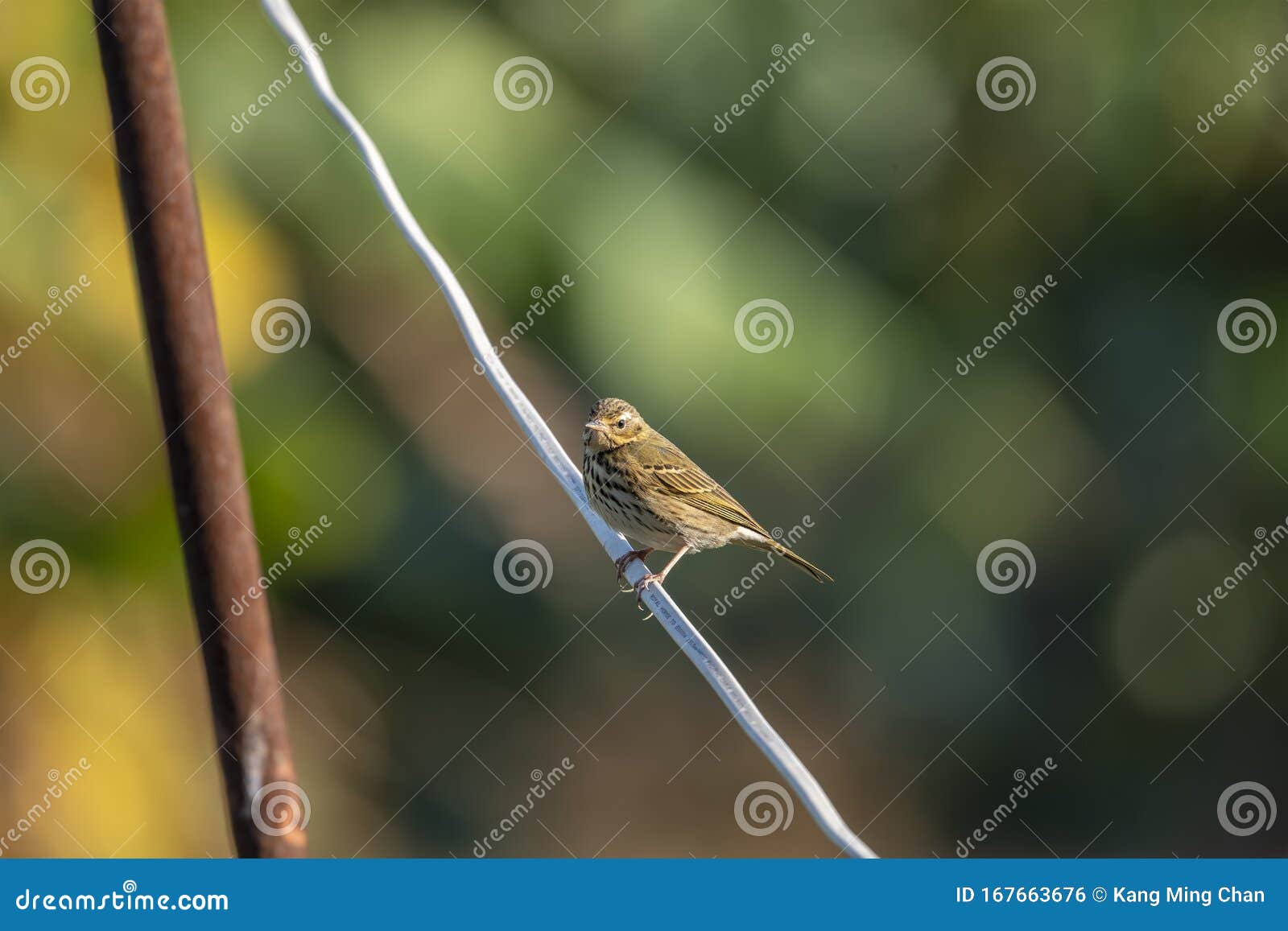 olive-backed pipit formal name: anthus hodgsoni