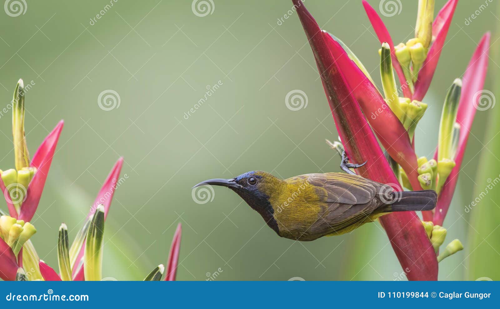 Olive-backed Sunbird Dangling on Flower Stock Photo - Image of flower ...