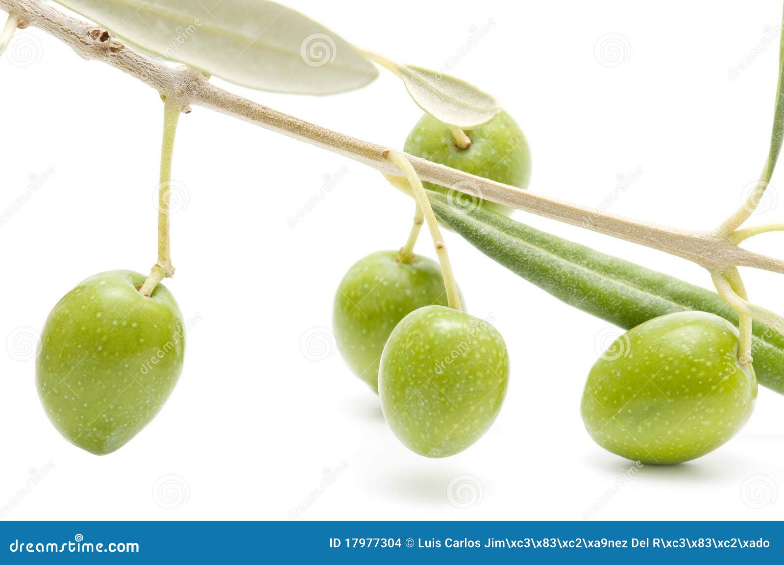 Olive branch stock photo. Image of health, food, agriculture 17977304