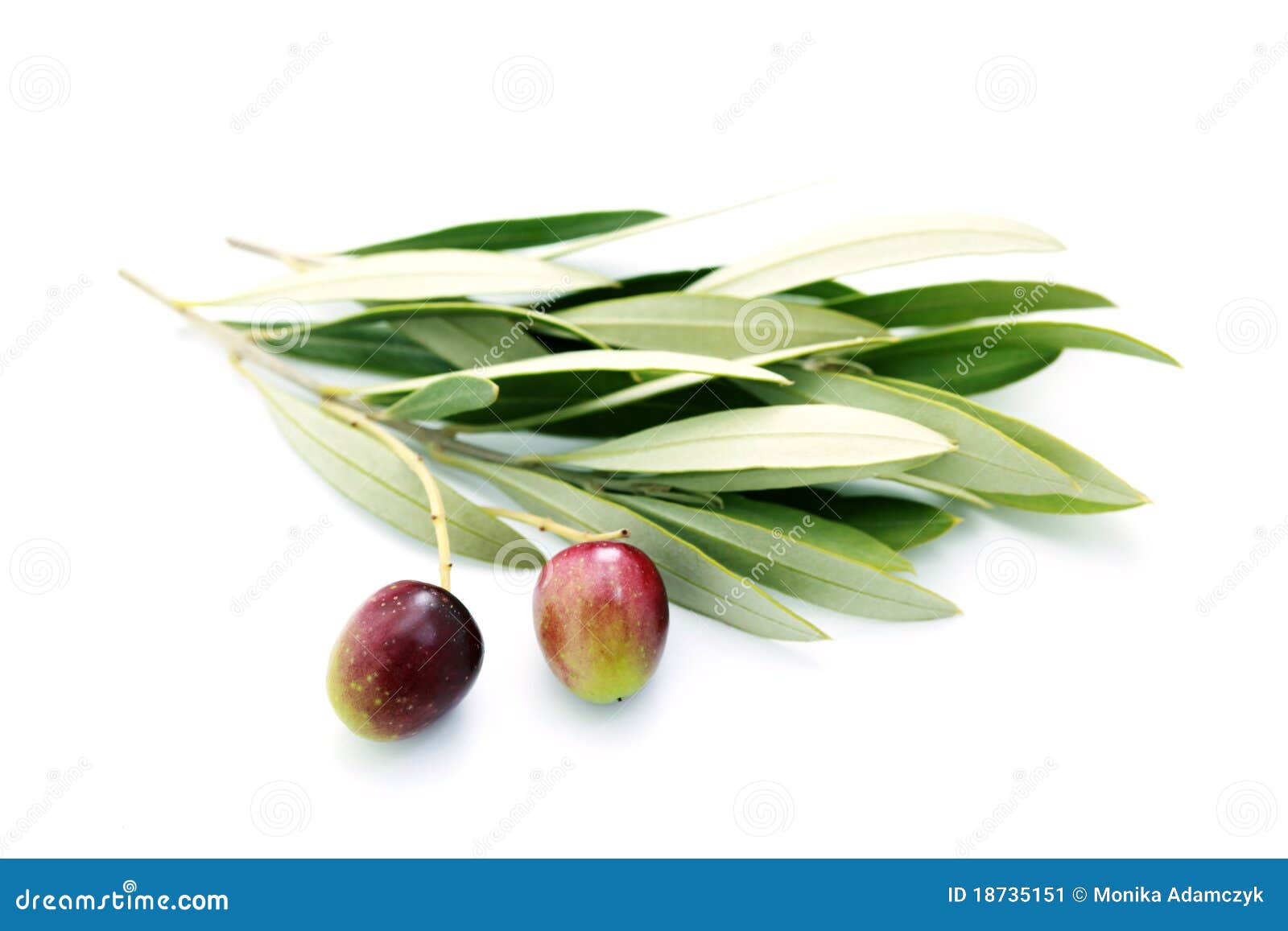 Olive Branch Stock Image Image 18735151