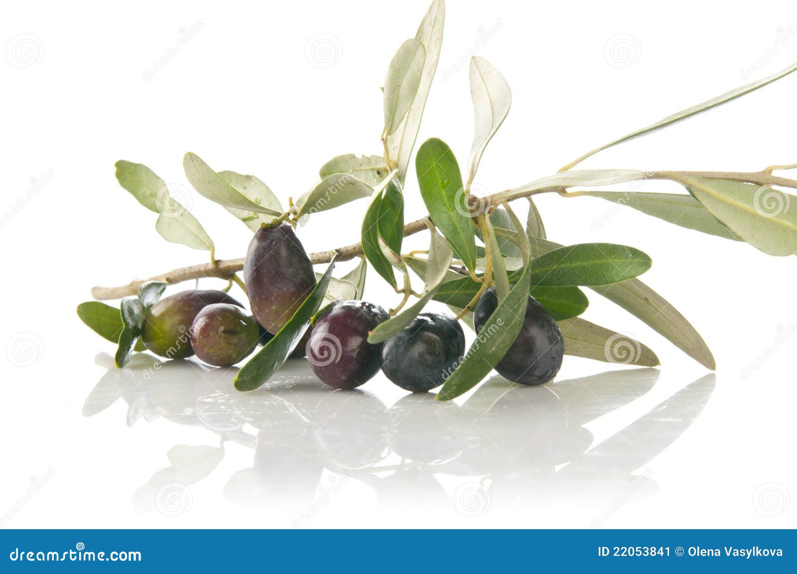 Olive branch stock image. Image of ingredient, vegetable 22053841
