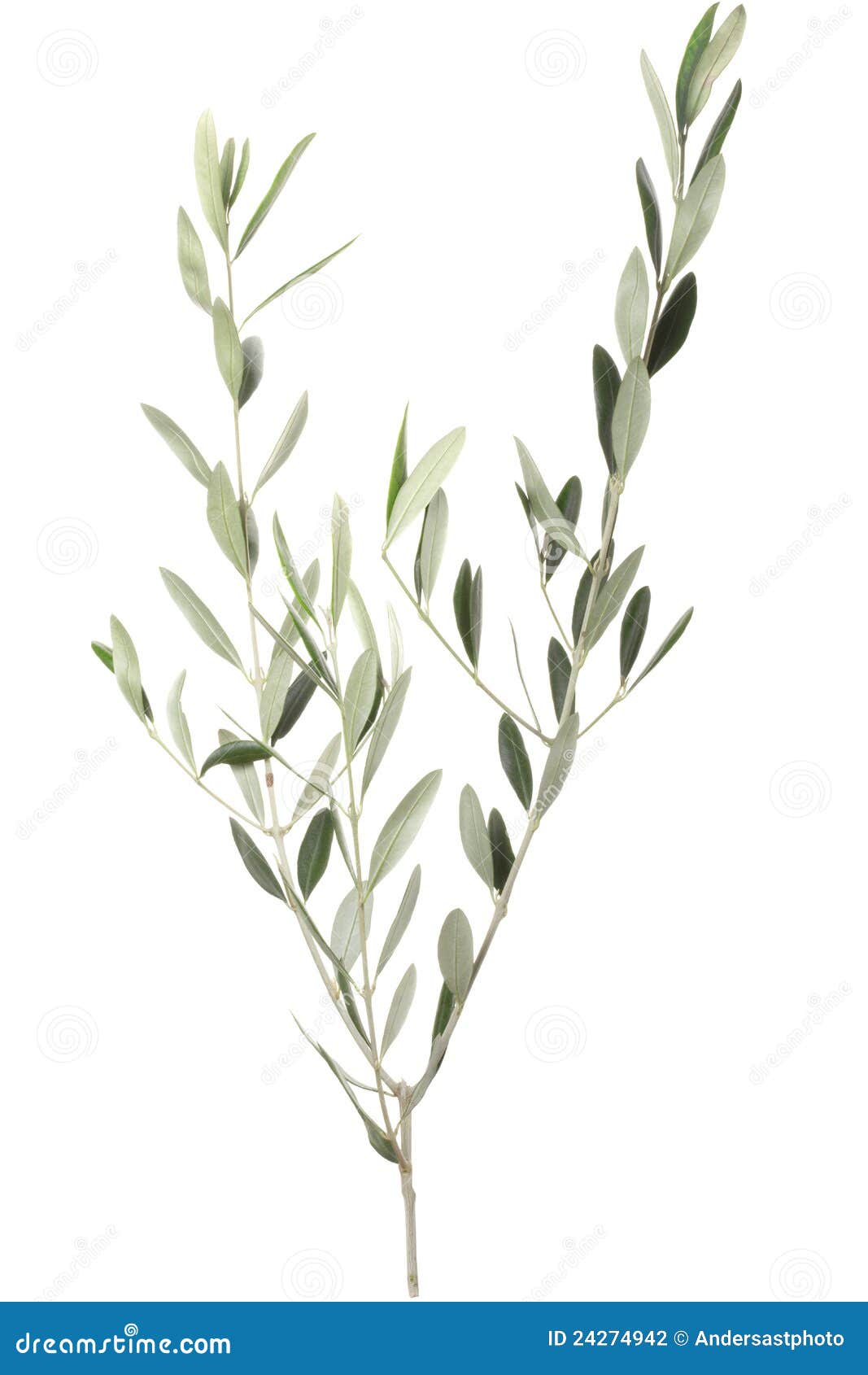 Olive branch stock photo. Image of twig, nature, organic 24274942