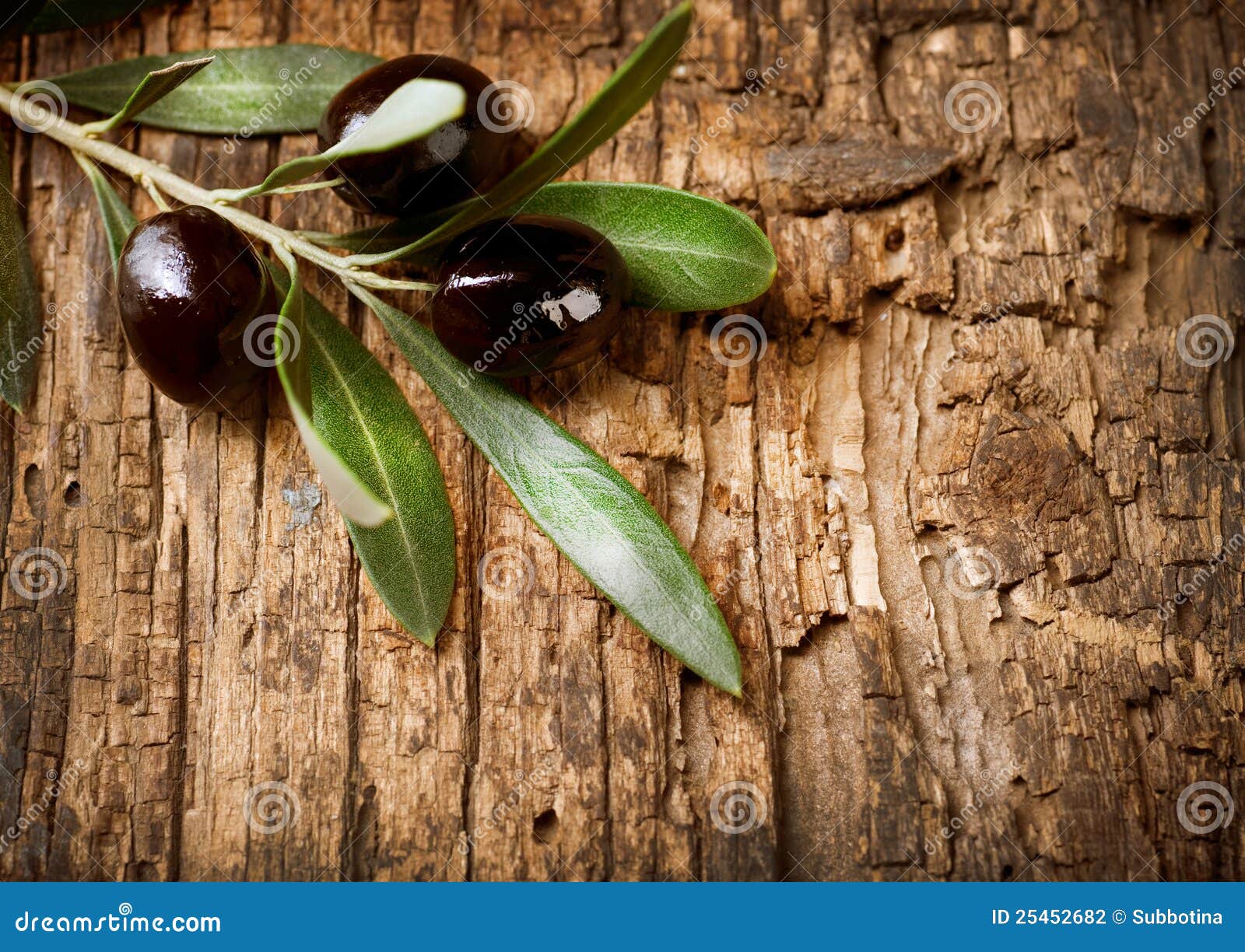 Olive Branch stock photo. Image of growing, branch, food 25452682