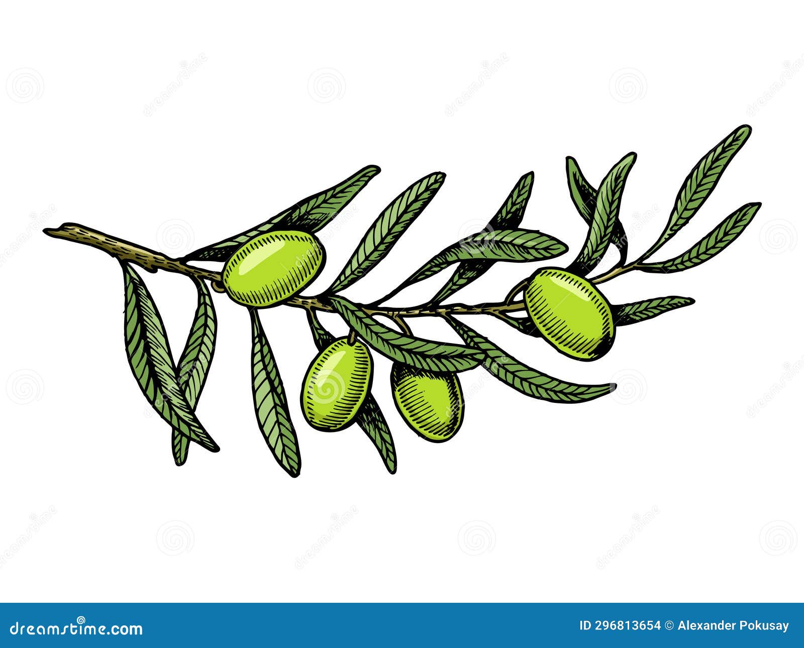 olive branch engraving style  