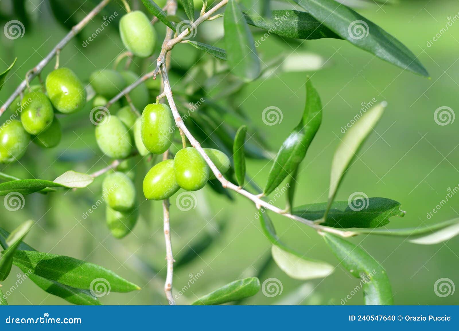 Olive Branch with Green Olives Stock Photo Image of mediterranea