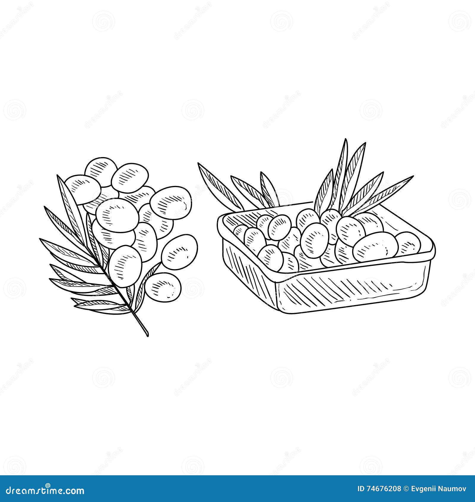 Olive Branch and Harvested Olives Hand Drawn Realistic Sketch Stock