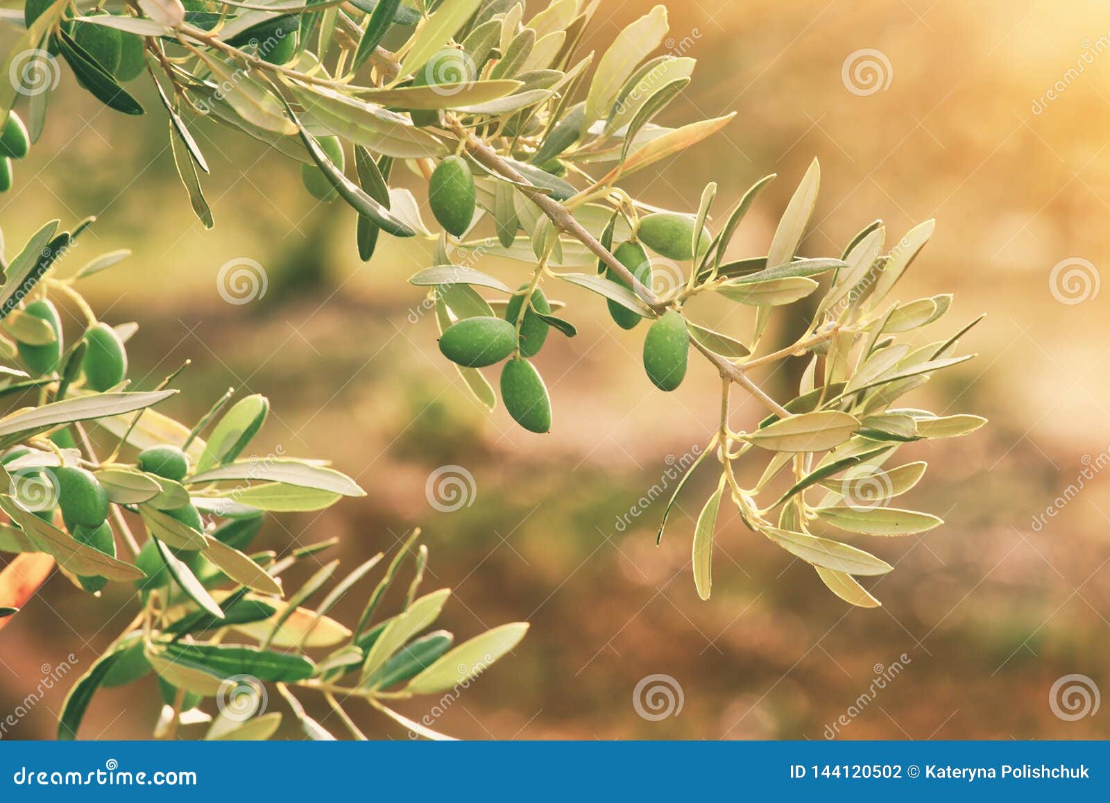 Olive Branch in the Morning Sun Stock Photo Image of turkey, olive