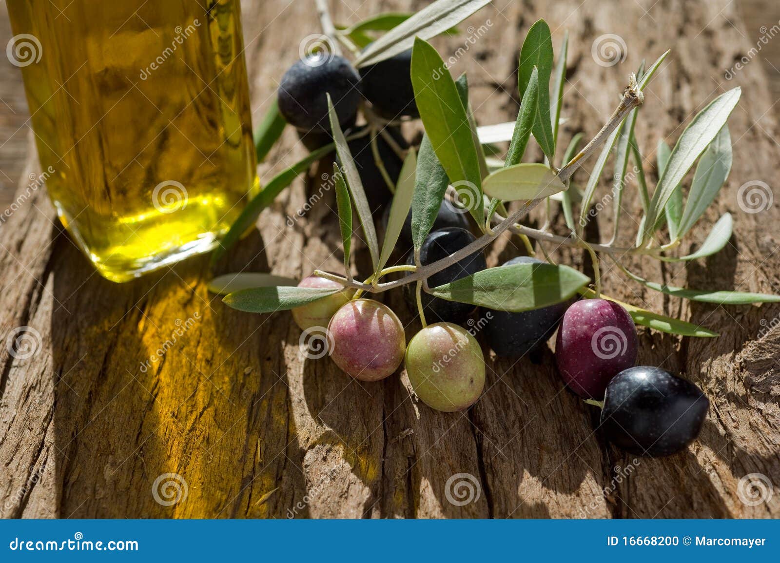 Olive branch with oil stock photo. Image of still, style 16668200