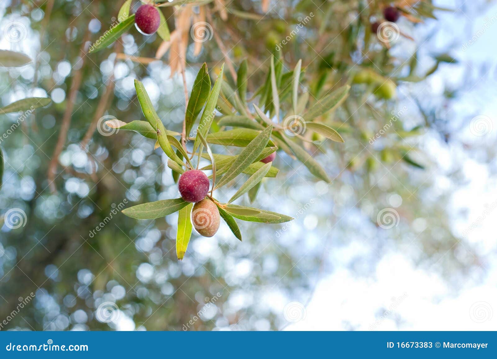 Olive branch on tree stock image. Image of health, fruit 16673383
