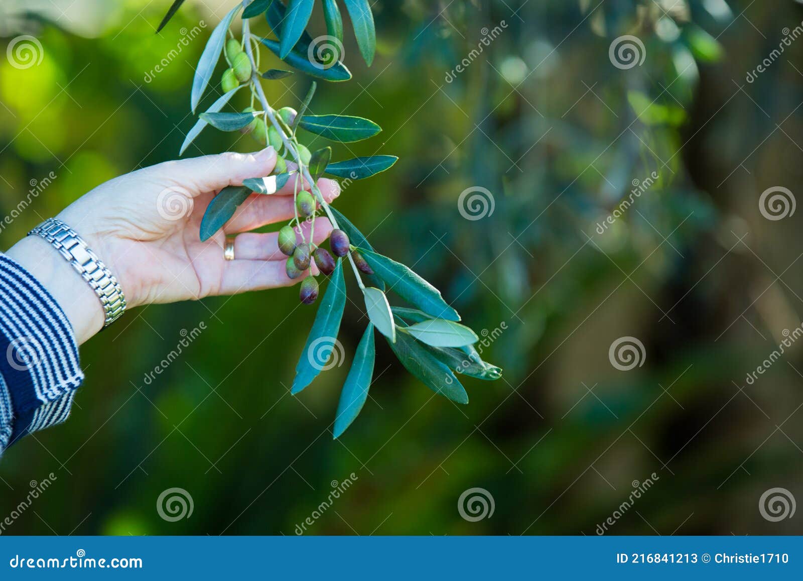 Olive Branch on Olive Tree with Hand Peace Symbol Stock Image Image