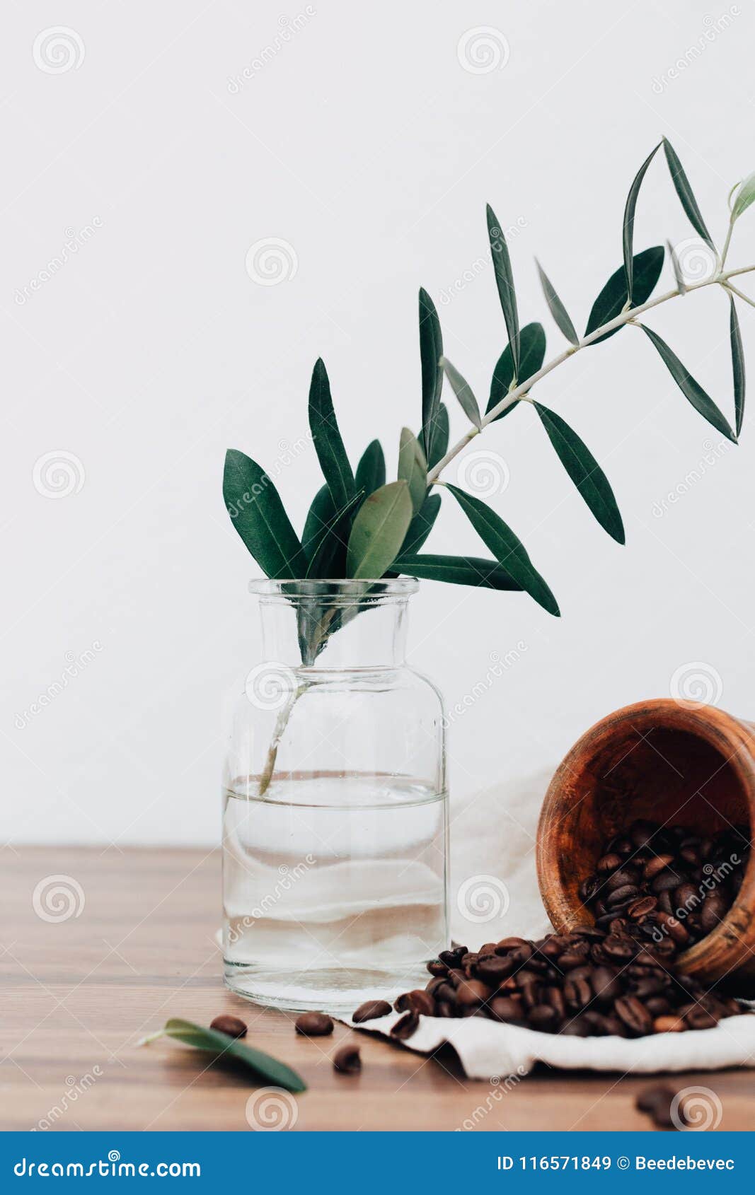 Olive Branch on Vase with Coffee Beens Stock Image Image of