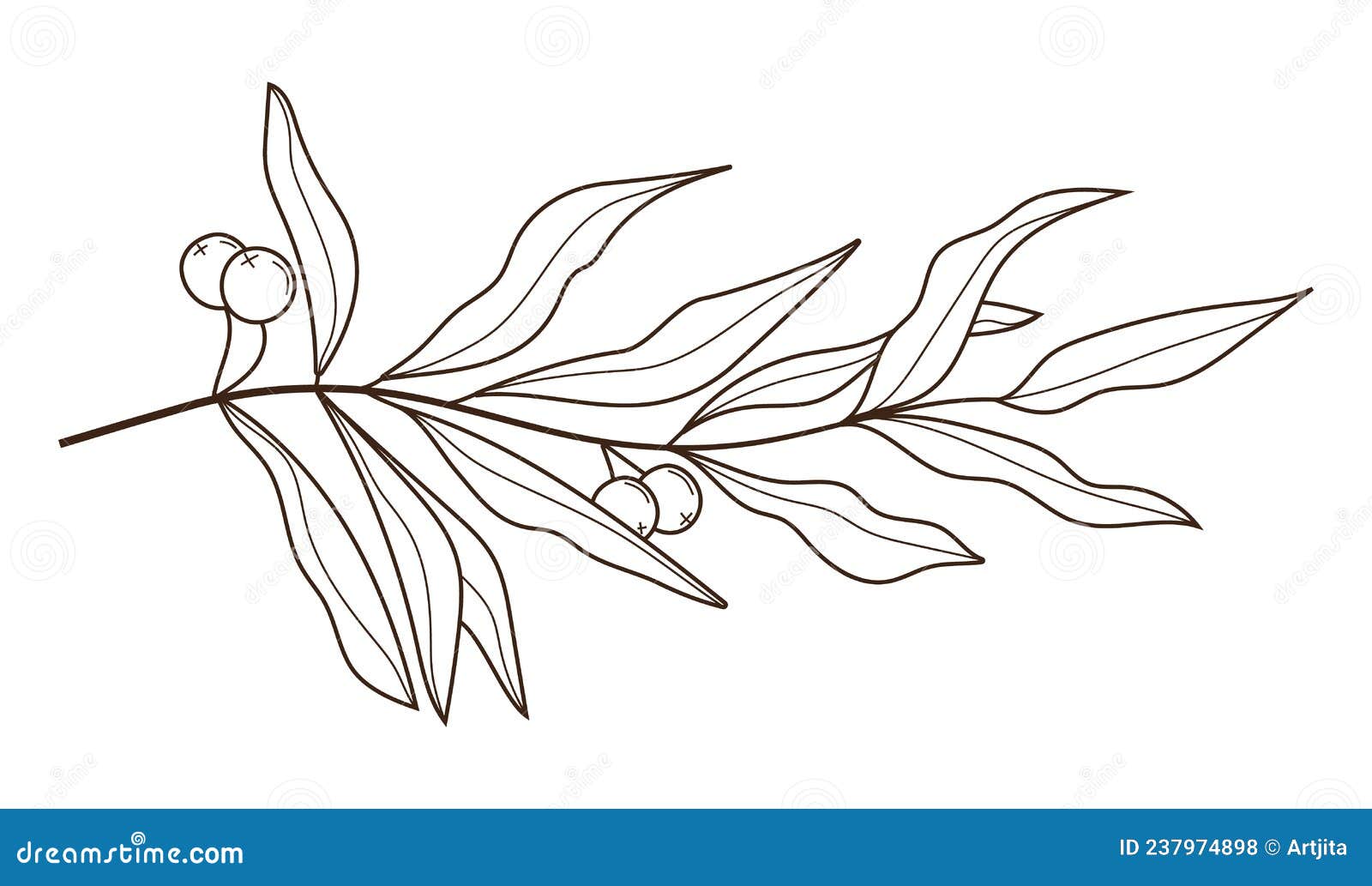 Olive Branch Drawing PNG 1141x2059px Olive Branch Art Branch Drawing  Food Download Free