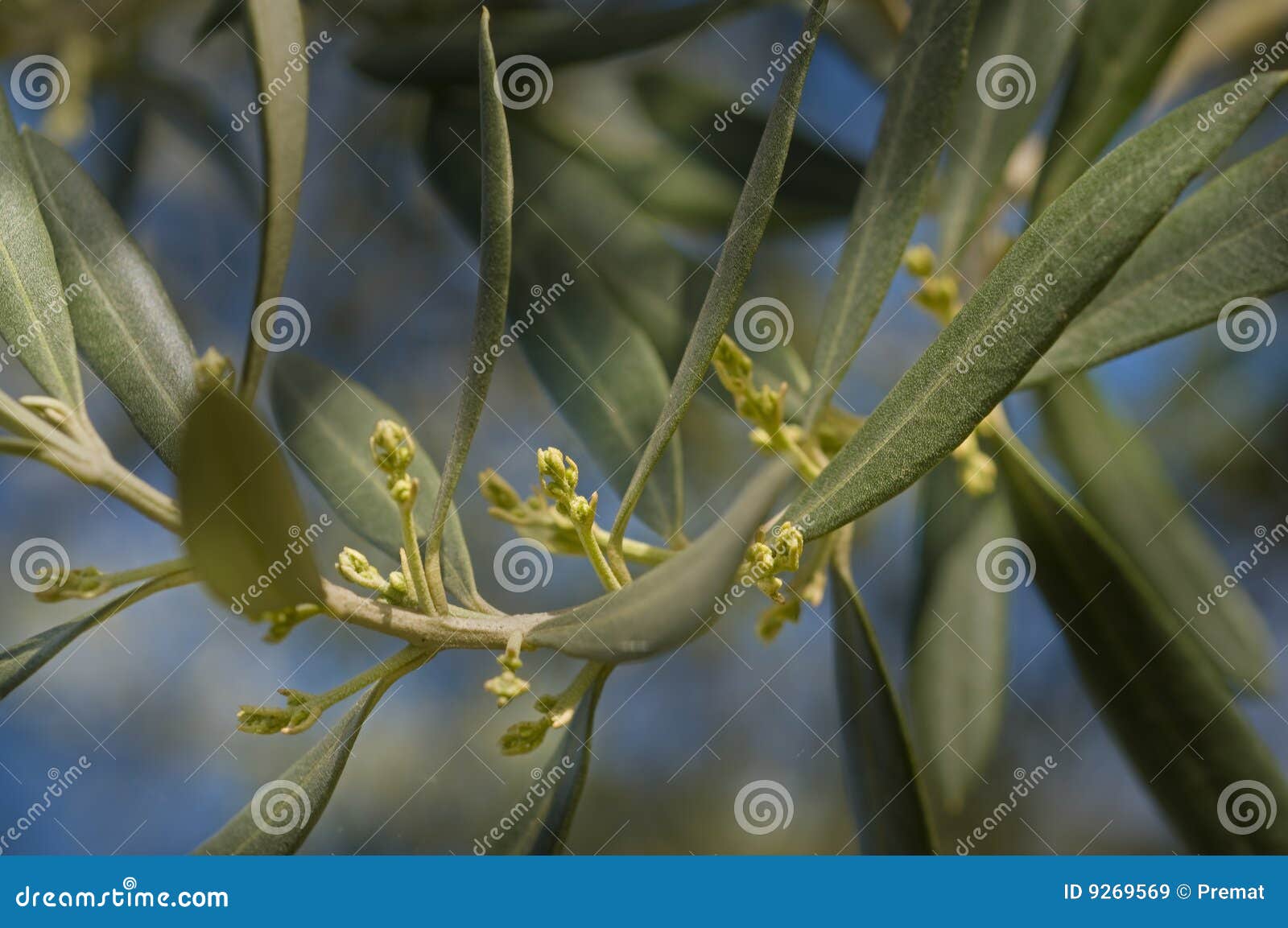 Olive buds stock image. Image of crop, spring, cultivate 9269569