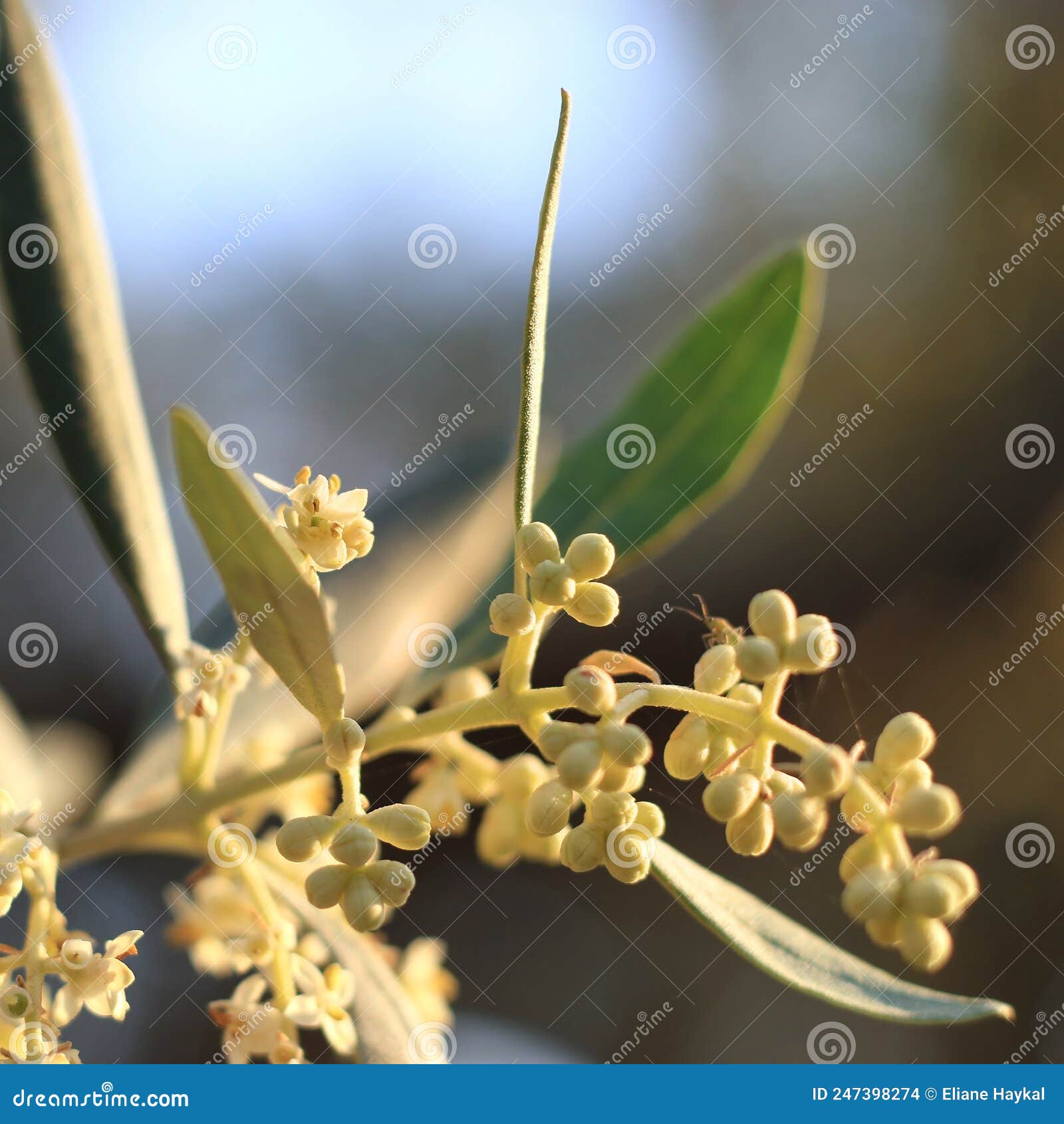 Olive Buds and Flowers stock photo. Image of foliage 247398274