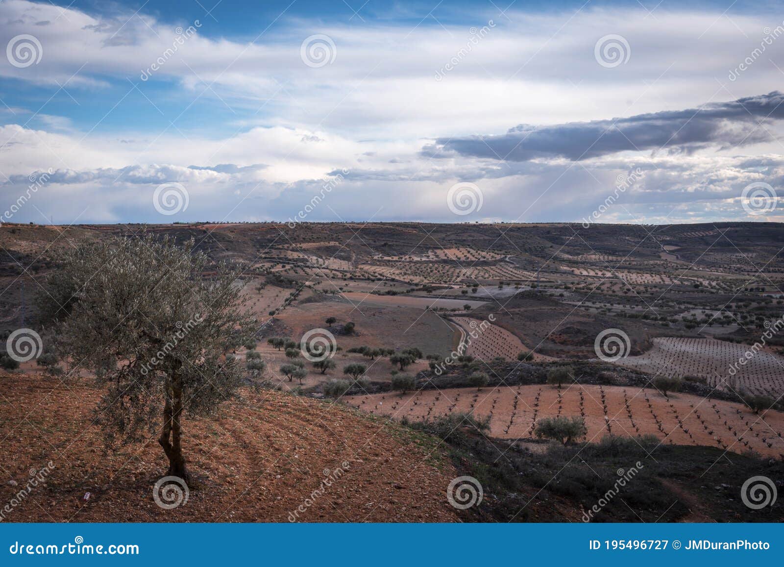 olive fields in colmenar de oreja under a blue sky with clouds, spain