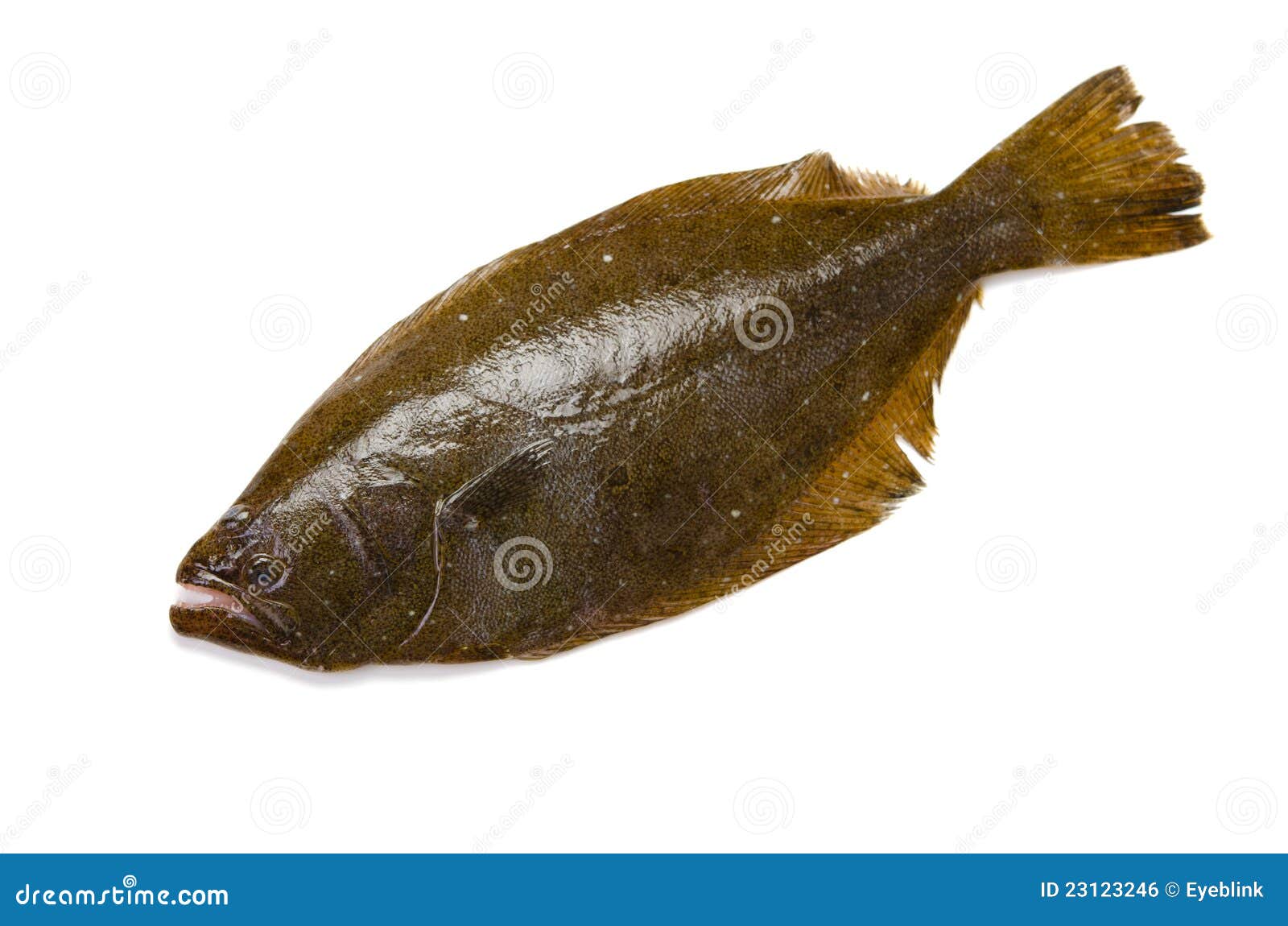Olive flounder stock photo. Image of flatfish, restaurant 23123246