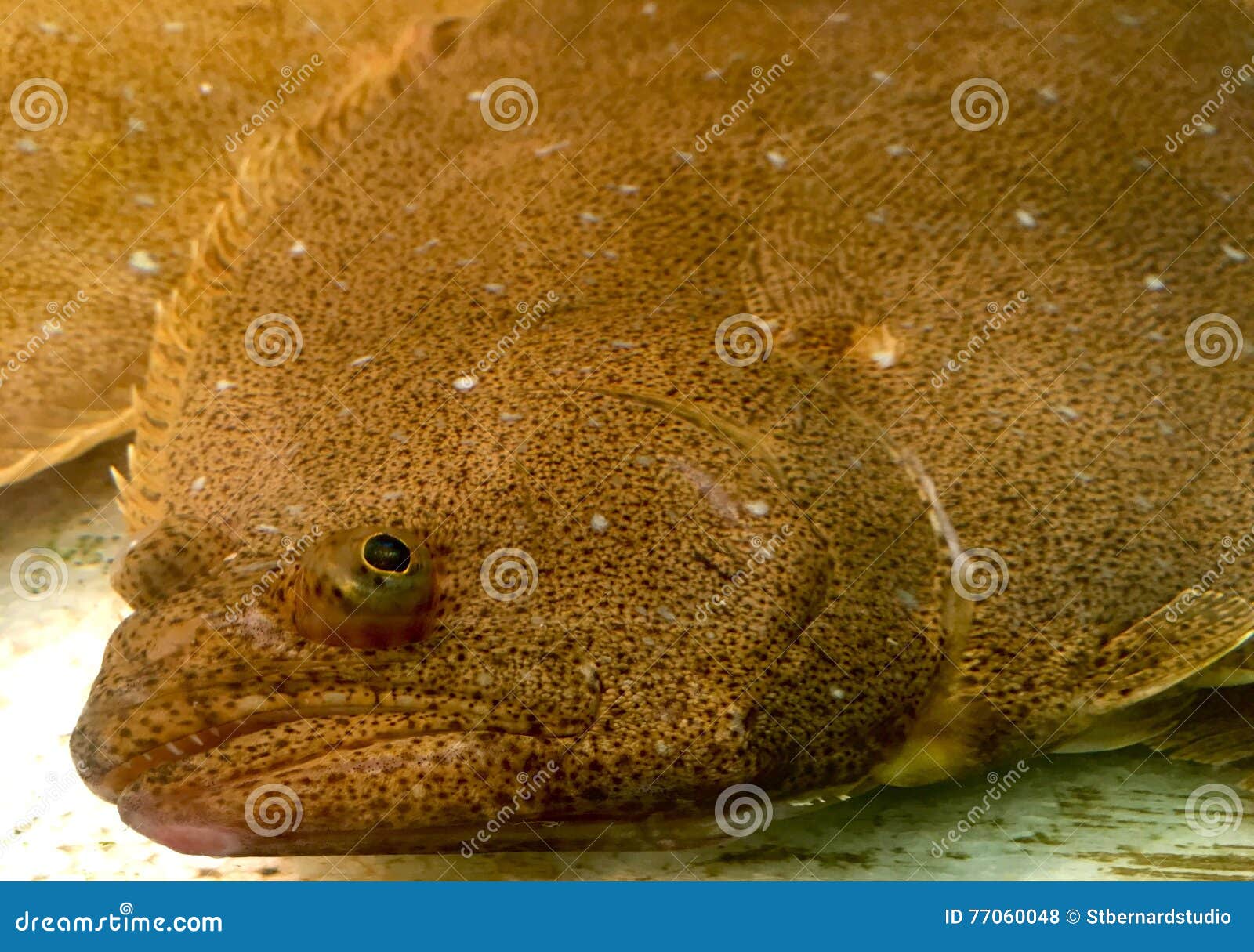 Olive Flounder Flatfish with Both Eyes on the Same Side Stock Photo Image of flounder, korean