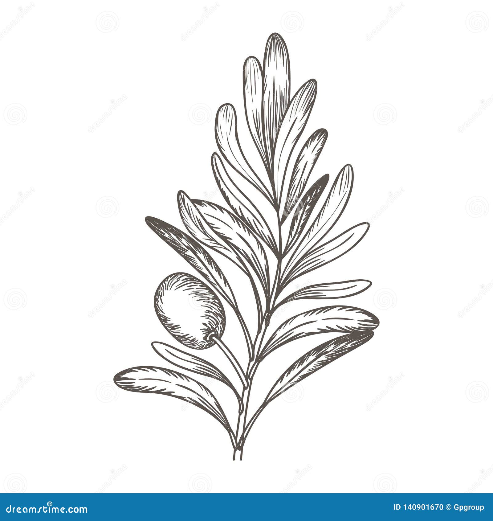 Olive Flower Drawing Isolated Icon Stock Vector Illustration of