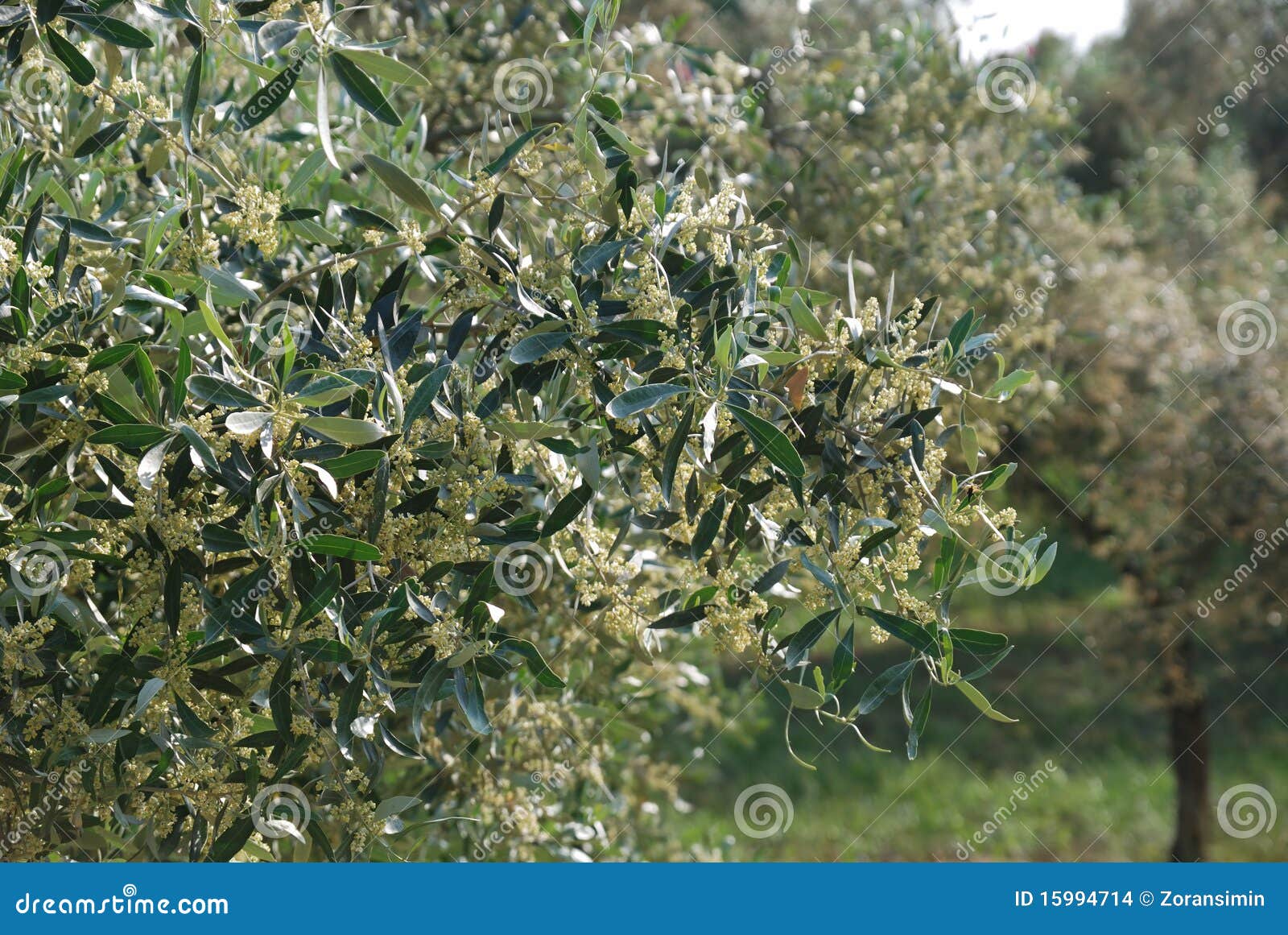 Olive flowers stock photo. Image of green, detail, leaf 15994714