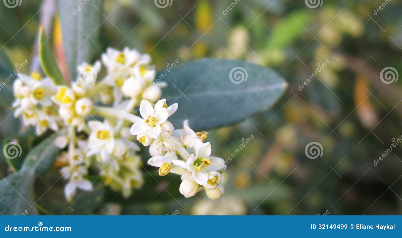 Olive Flowers immagine stock. Immagine di estate, foglio 32149499