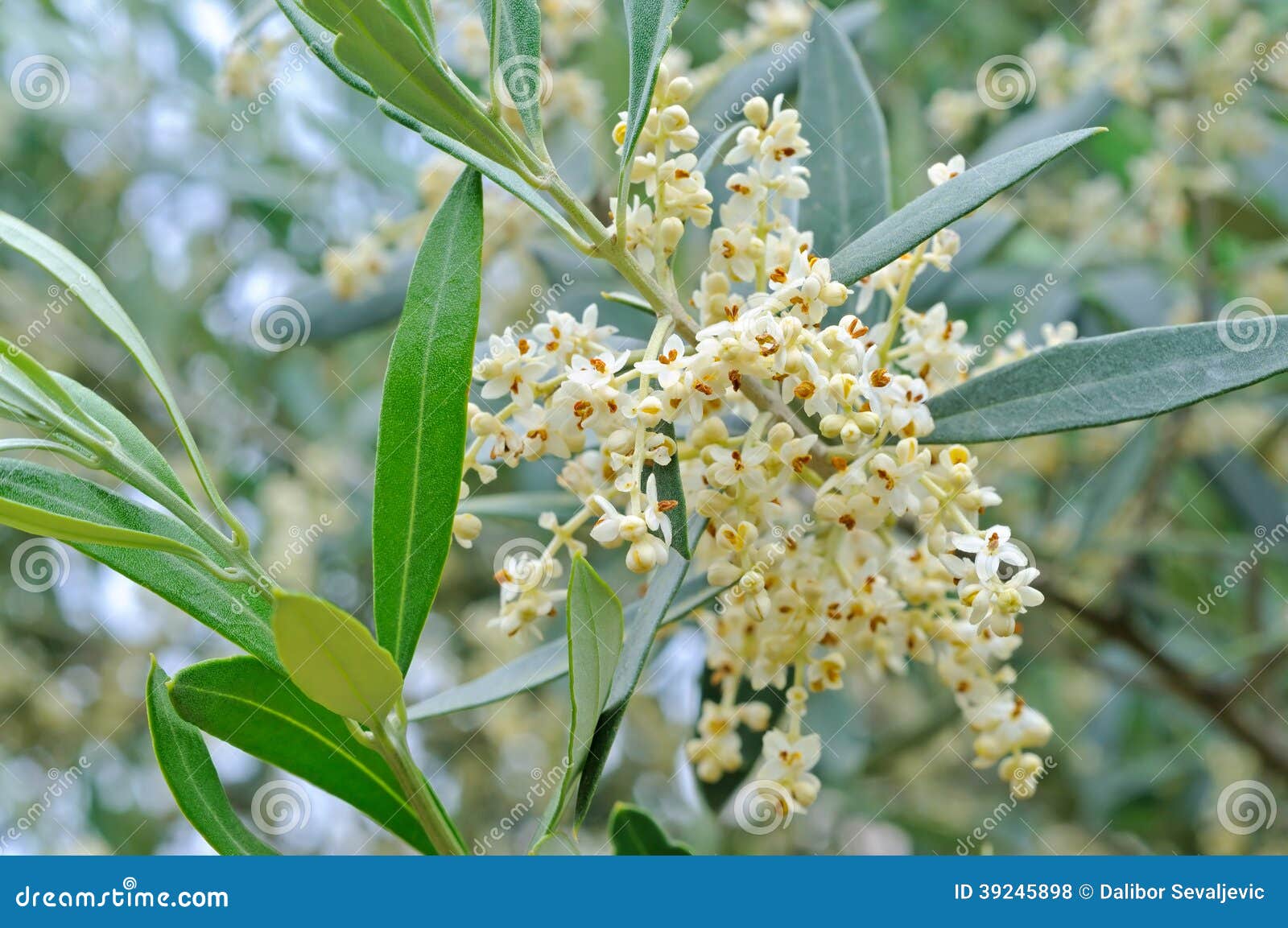 Olive flowers and buds stock photo. Image of nature, flowers 39245898