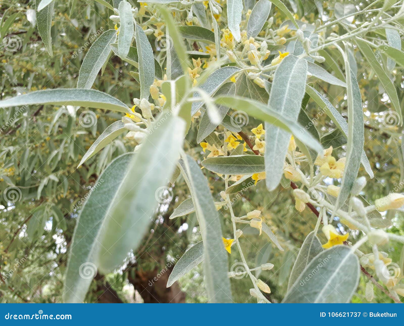 Olive Flowers On Tree Branches Stock Image Image Of Tree Botany