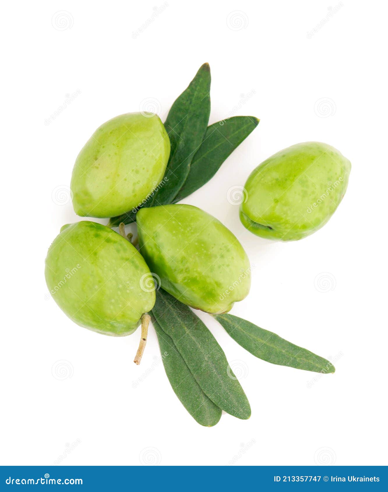 Olive Fruit and Olive Leaves on a White Background Stock Image Image of branch, mediterranean