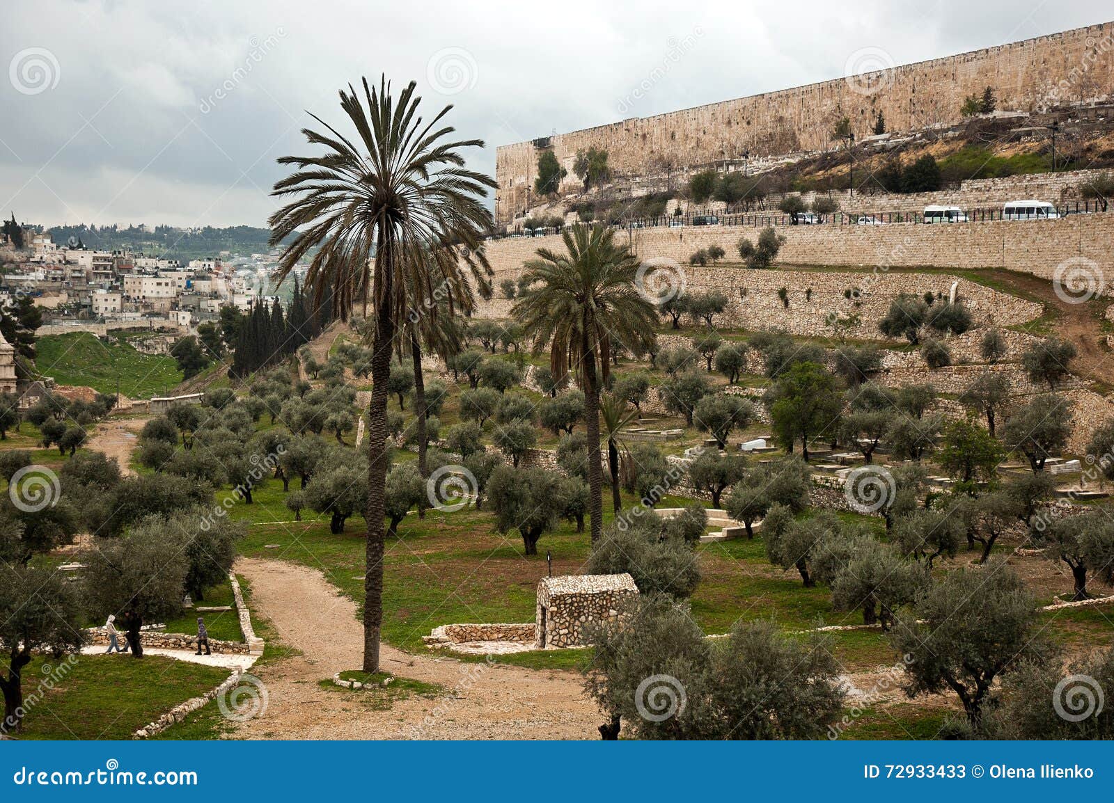 Olive Garden In Jerusalem Israel Stock Image Image Of Skyline