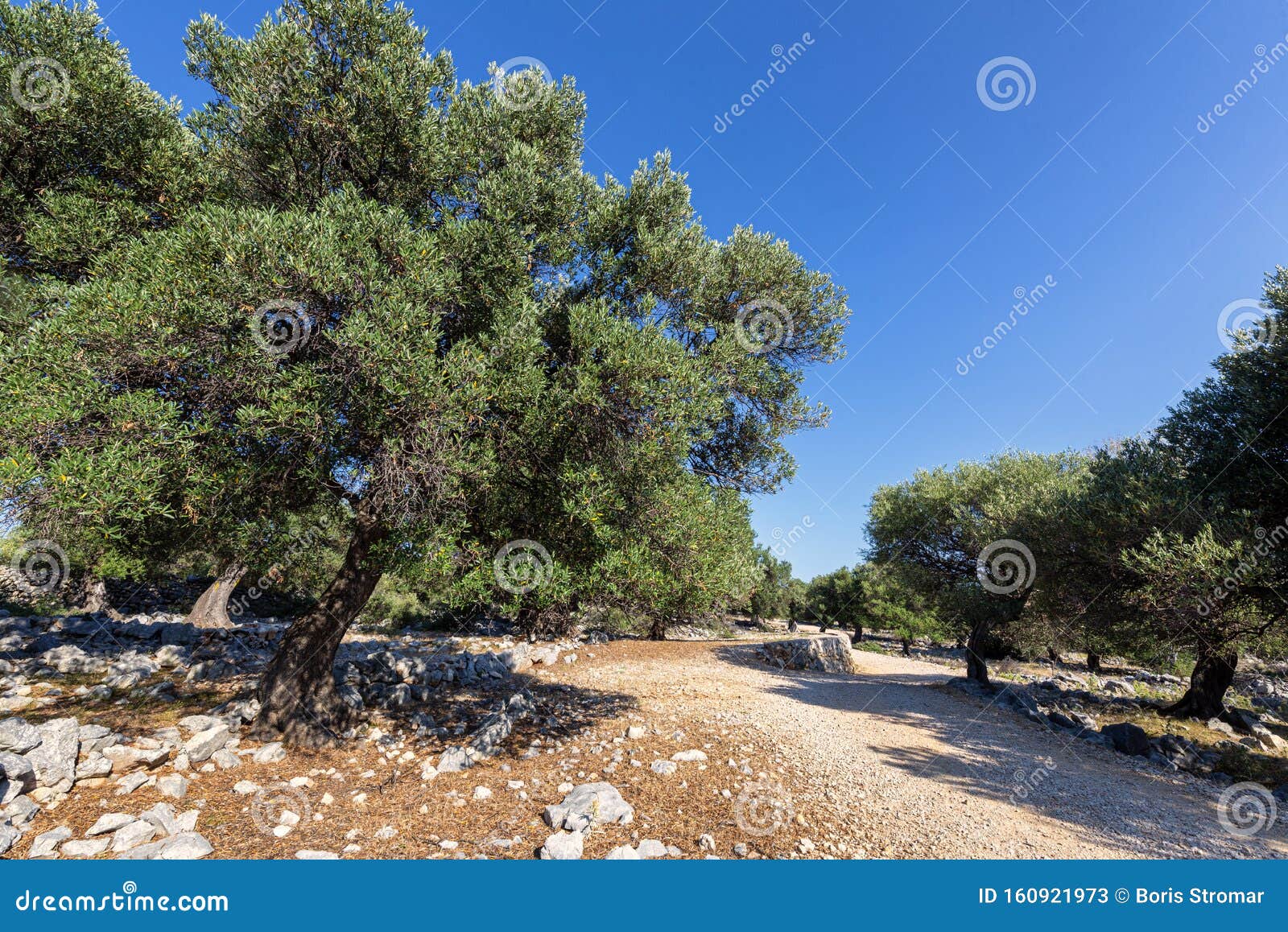 Olive Garden In Lun Croatia Stock Image Image Of Tree Olive