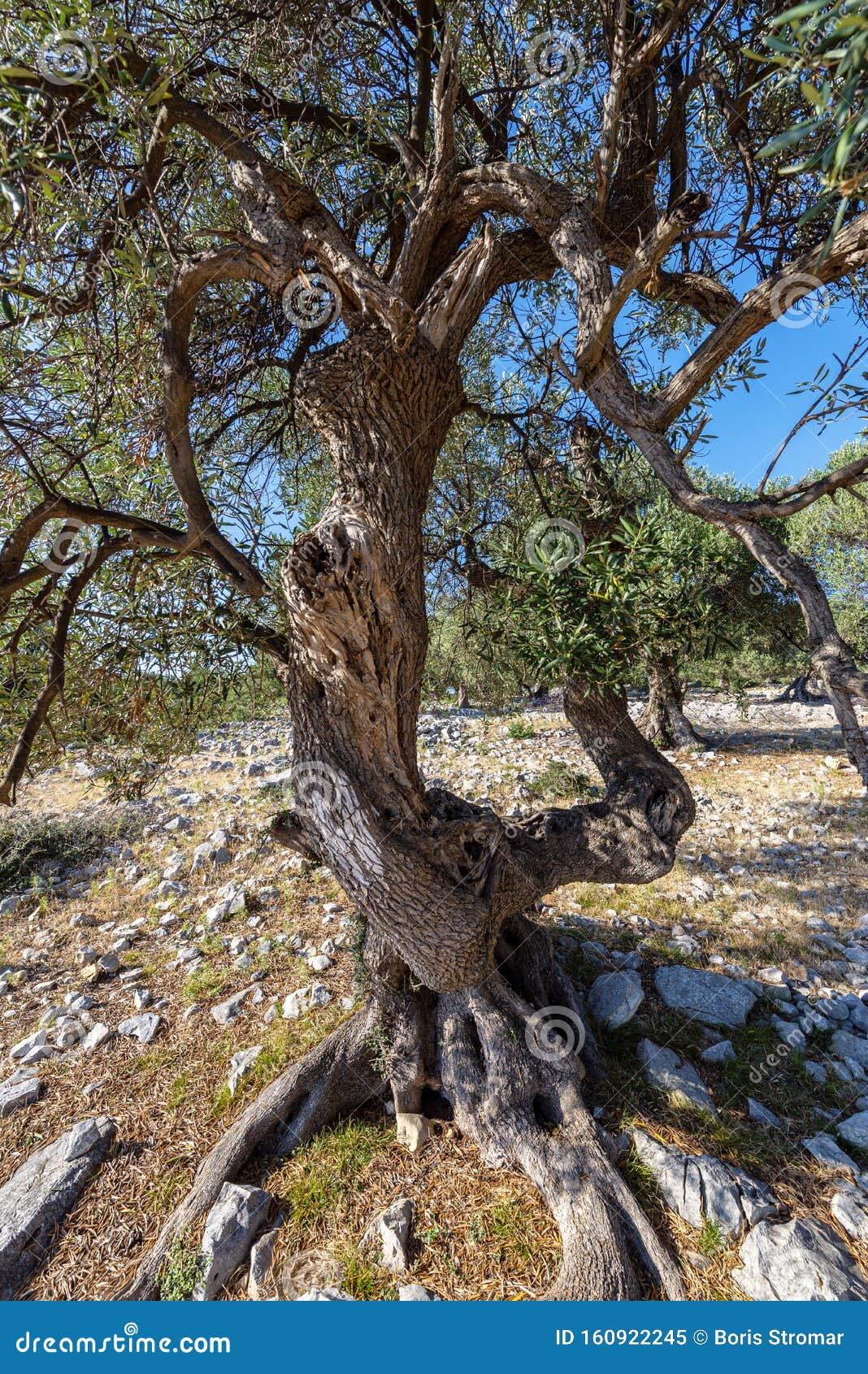 Olive Garden In Lun Croatia Stock Image Image Of Tree Green