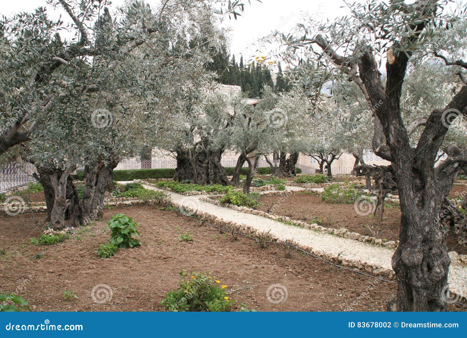 Olive Garden Near Gethsemane In Jerusalem Israel Stockfoto Bild