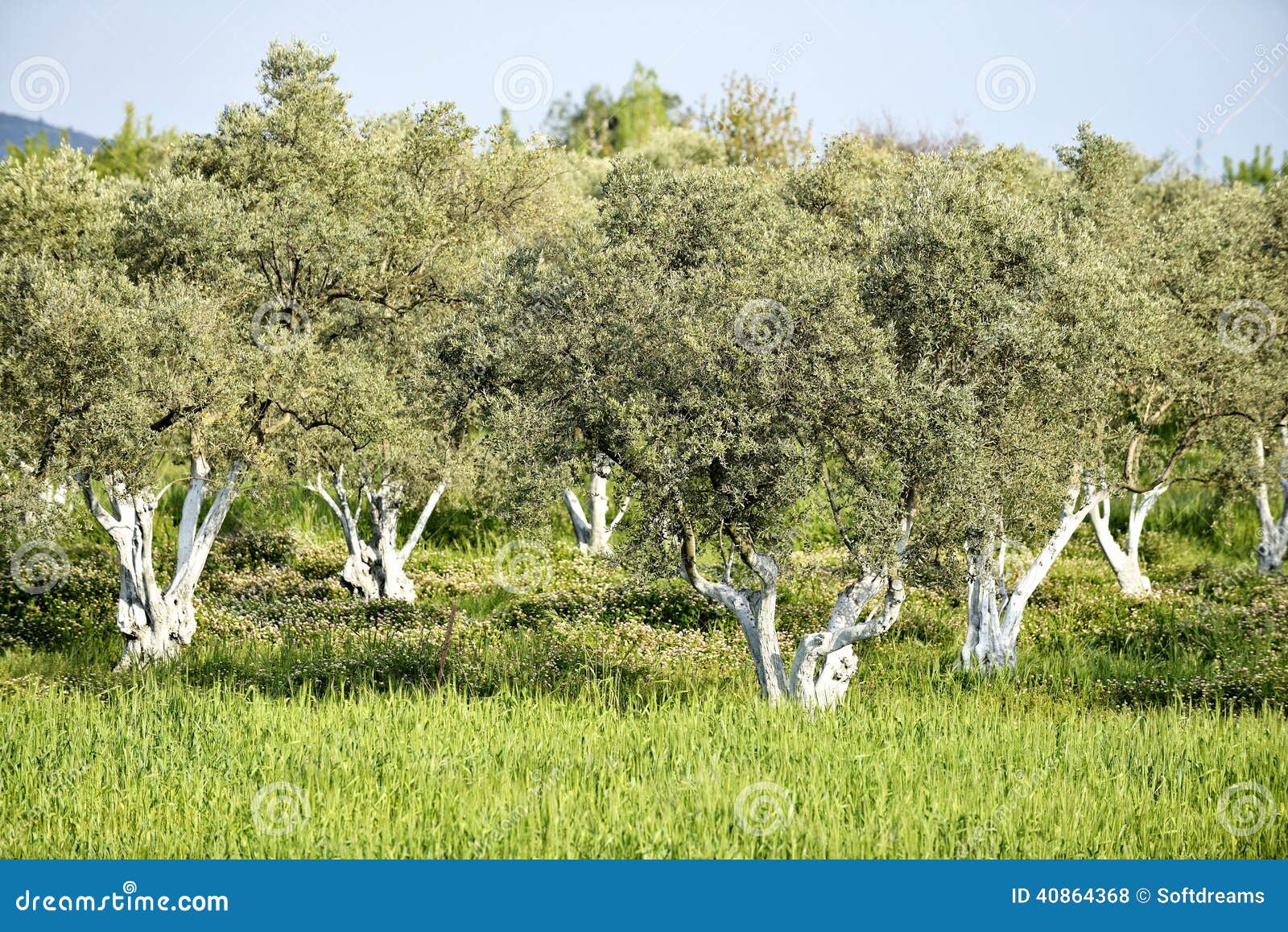 Olive Grove foto de stock. Imagem de rural, folha, terra 40864368