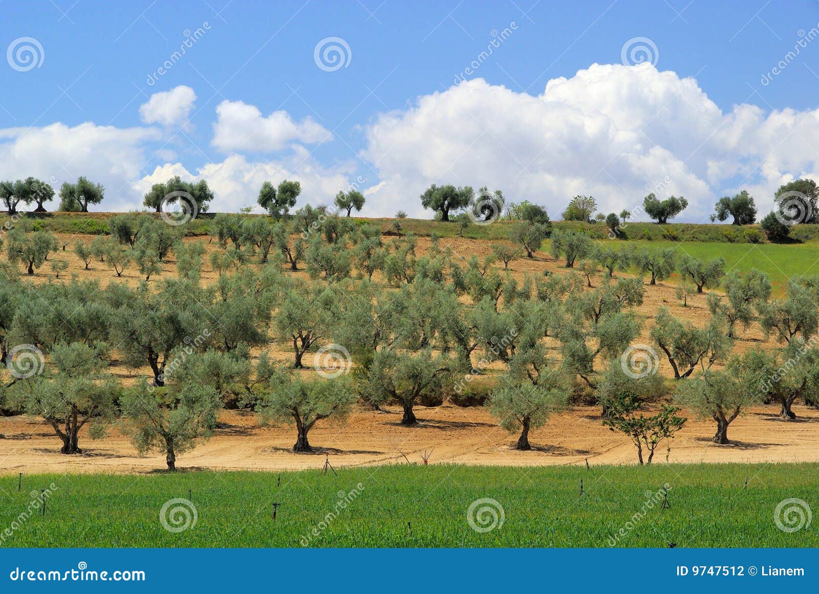 Olive grove stock photo. Image of blue, plant, plants 9747512