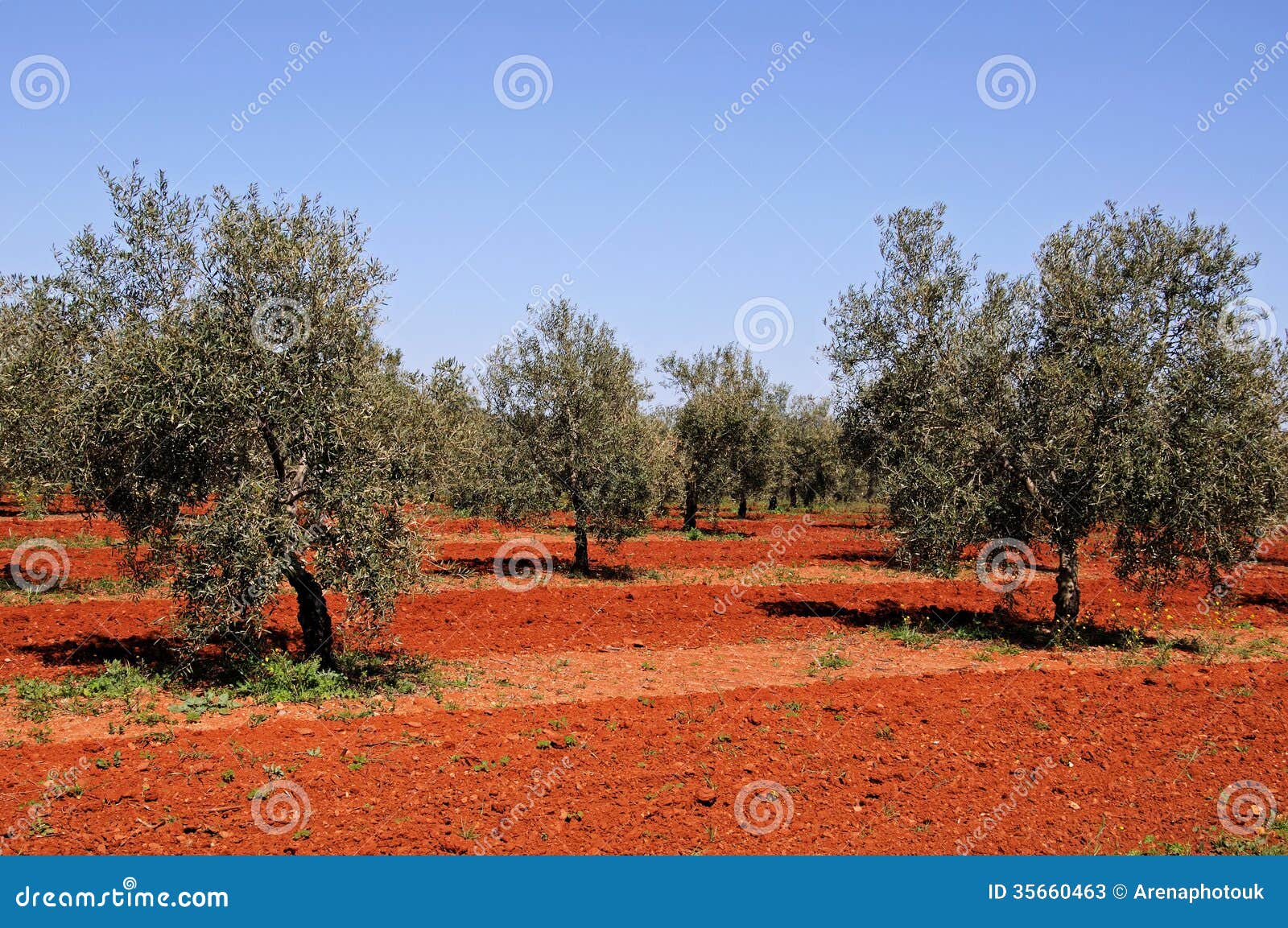 olive grove, fuente del piedra.