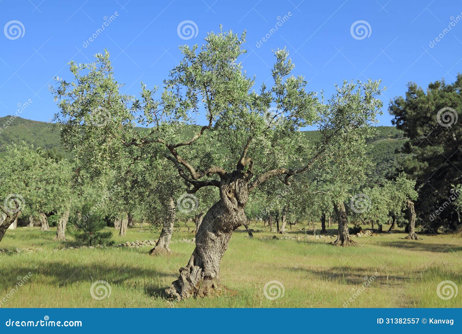 Olive grove in Greece stock image. Image of plant, land 31382557